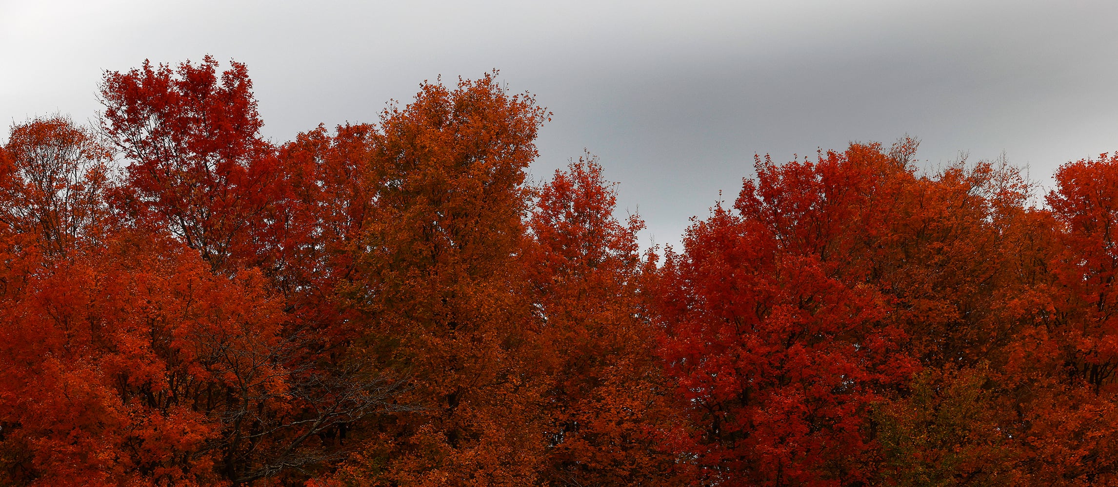 Fall colors