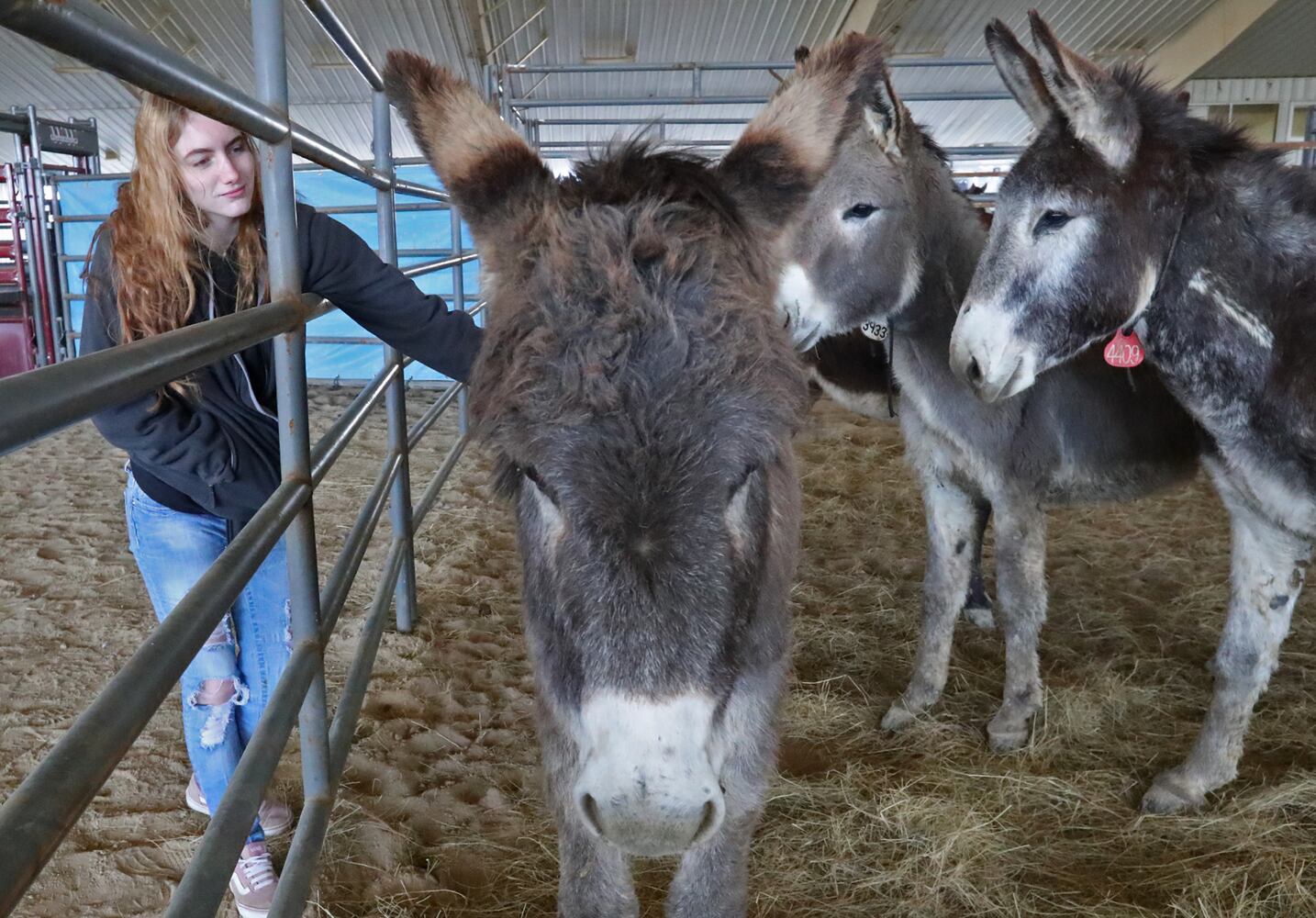 PHOTOS:  Wild Horse and Burro Adoption