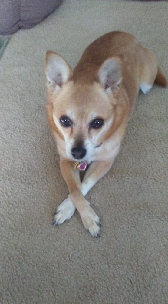 PHOTOS: It’s National Dog Day! Here are some puppy smiles for you