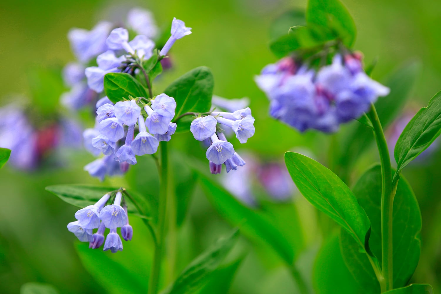 Virginia Bluebells bloom at Aullwood Garden MetroPark