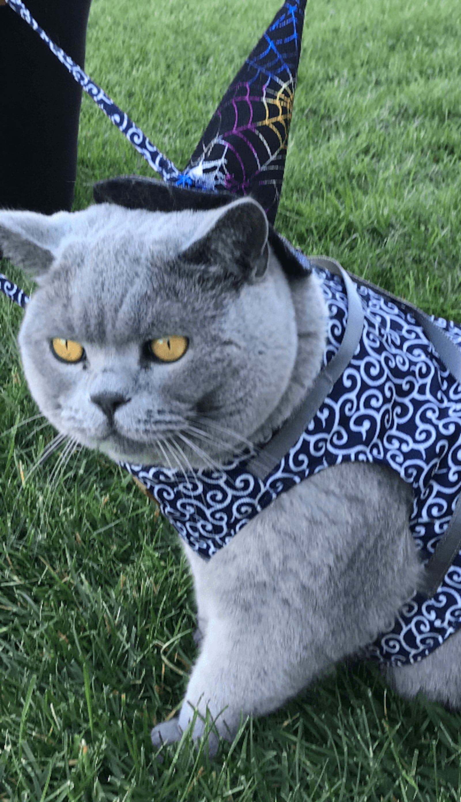 Cutest Cat winner in Dayton Daily News Cutest Pet Contest, 2021.