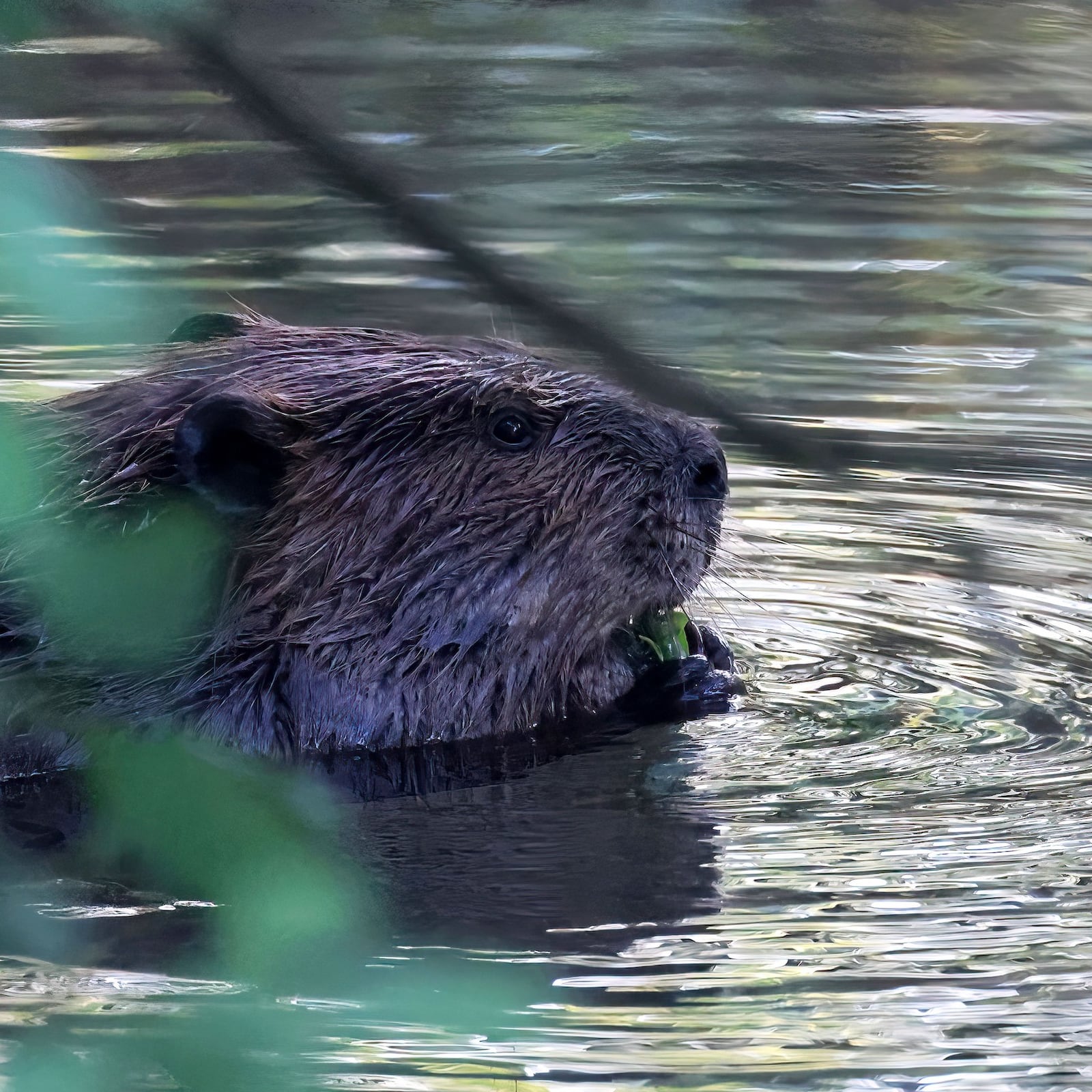 The American Beaver is just one of the many species that call the Beaver Creek Wetlands home - CONTRIBUTED