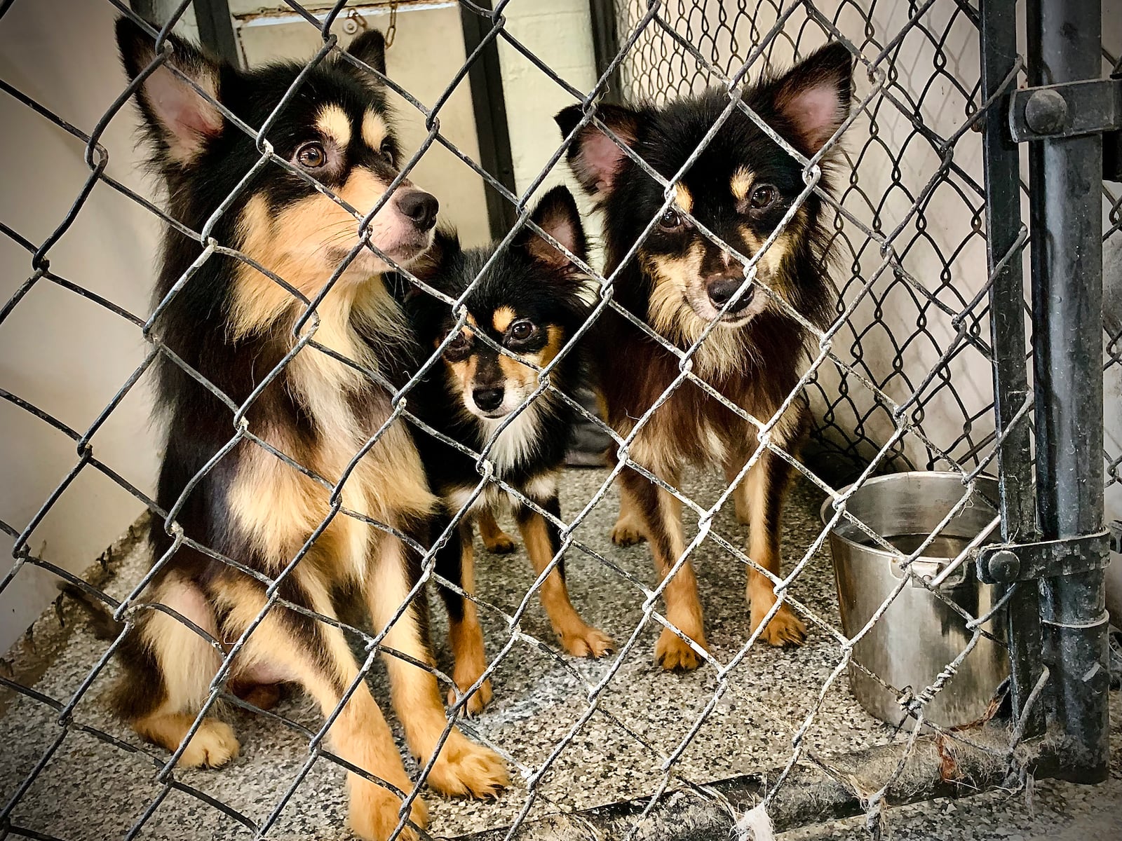 These are three of the seven Pomeranian mix dogs that were dumped at the Narrows in Beavercreek and rescued by a Dayton shelter. These three are up for adoption at Howliday Inn Boarding at 1791 Furnas Rd. in Vandalia. MARSHALL GORBY\STAFF