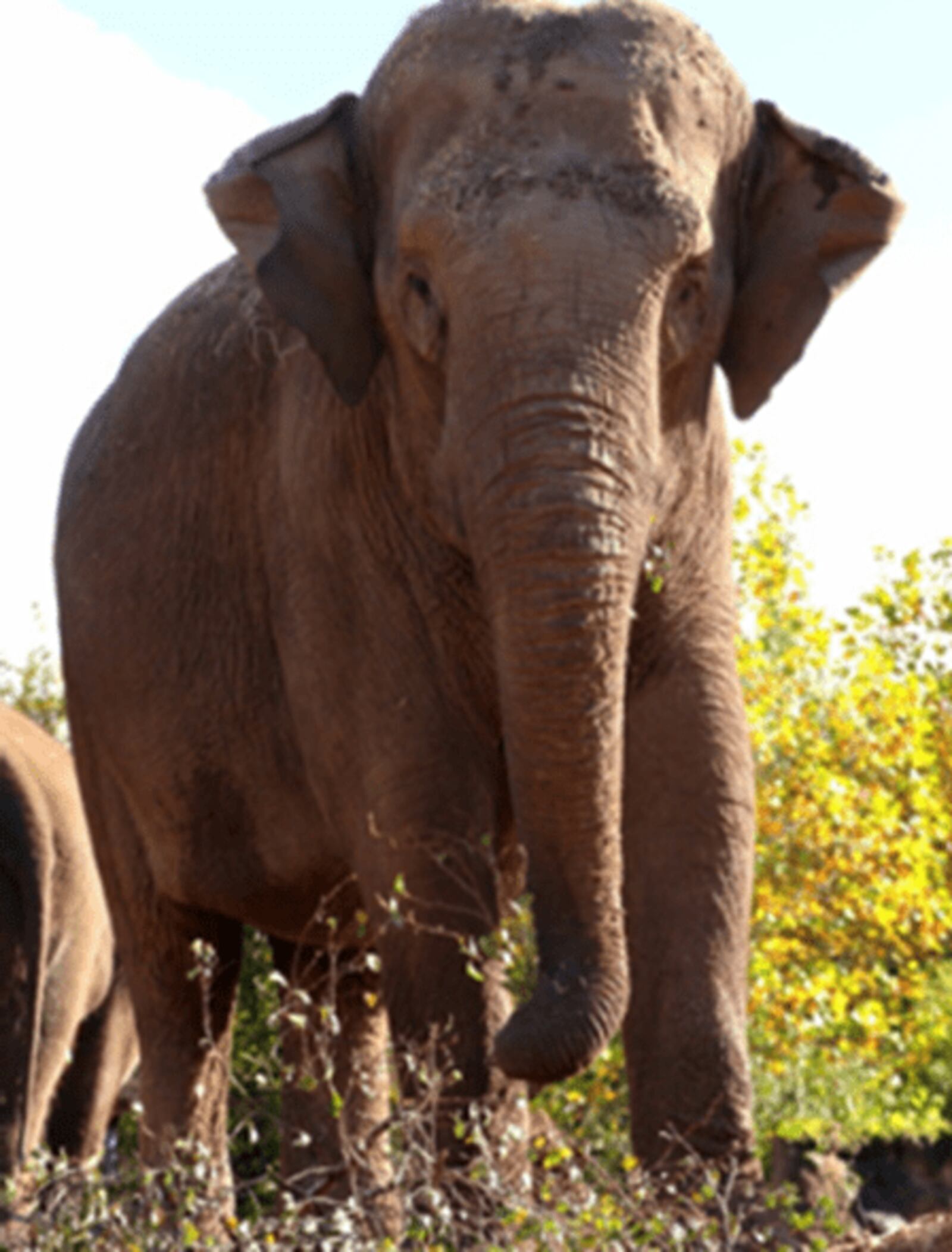 A 32-year-old Asian elephant named SheRA who is a new arrival at the Cincinnati Zoo & Botanical Garden as of Nov. 5, 2023.

Photo Credit: Cincinnati Zoo & Botanical Garden website.