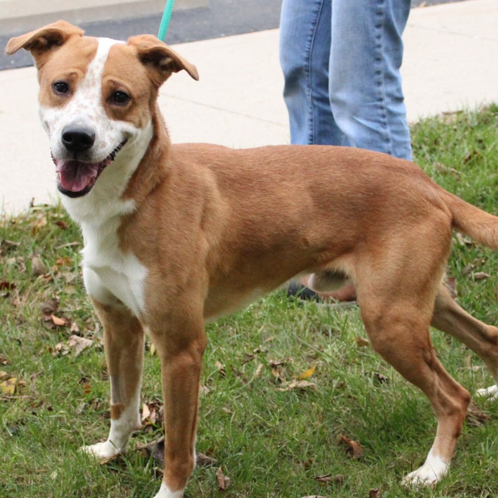 Demmy the dog was found after the Memorial Day tornadoes.  The 2-year-old dog, a lab mix,  was found wandering in Brookville after the Memorial Day tornadoes,  Leslie Renner, the executive director of the Humane Society of Preble County. said.