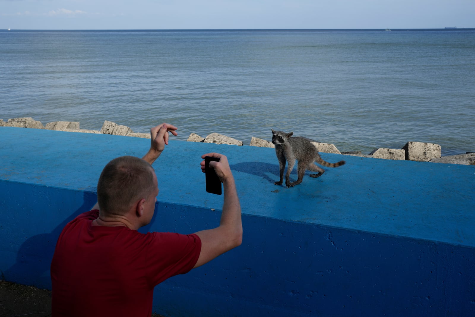 Aleksandr Surgin, a Russian migrant deported from the U.S., photographs a raccoon on the waterfront after visiting the Canadian Embassy in Panama City, in an attempt to seek asylum, Tuesday, March 18, 2025. (AP Photo/Matias Delacroix)