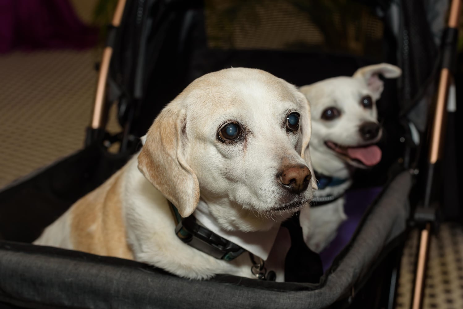 PHOTOS: 2024 Pet Afflaire Gala at the Dayton Arcade