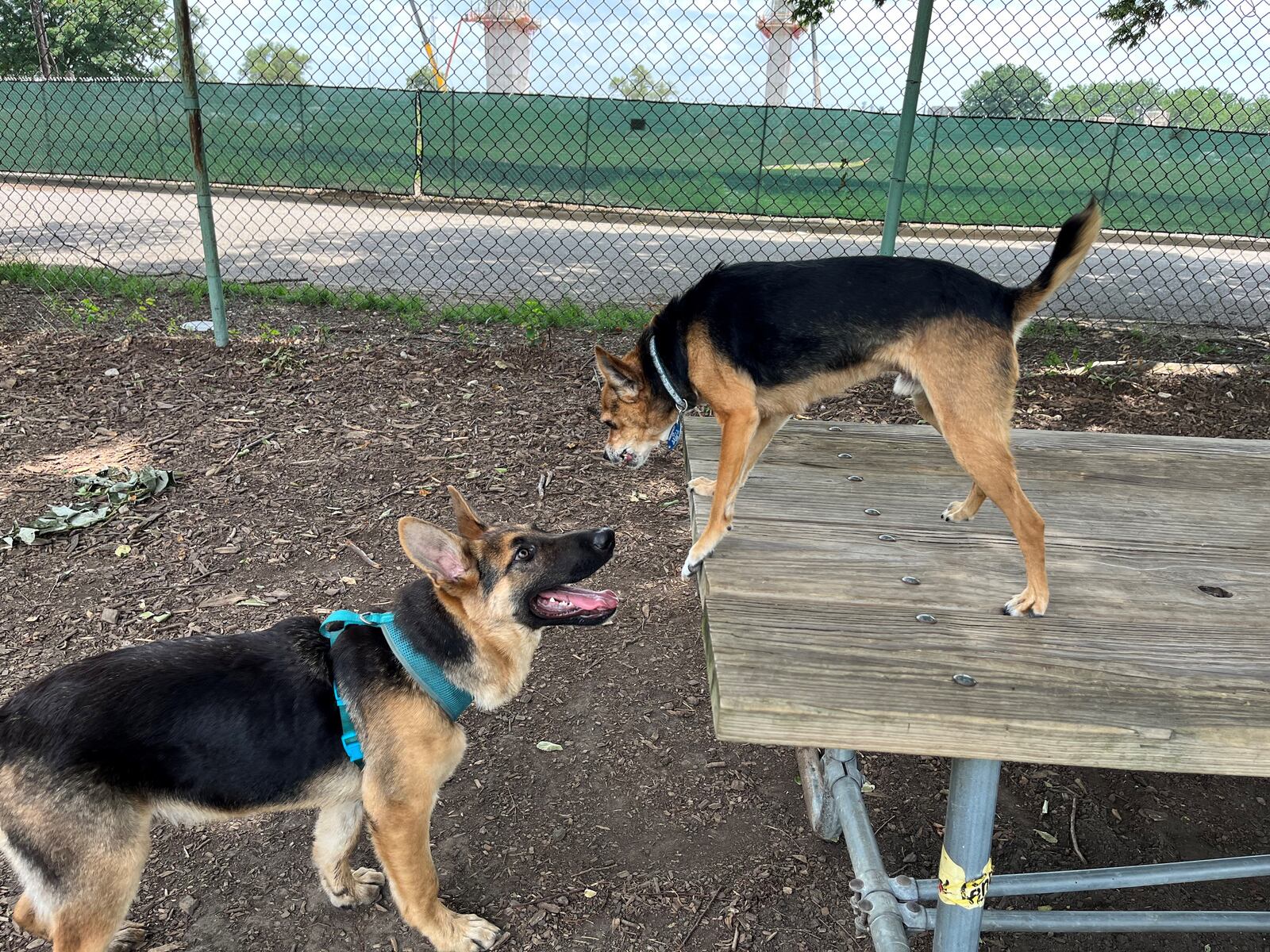 Dogs interact at Deeds Point Dog Park. CORNELIUS FROLIK / STAFF