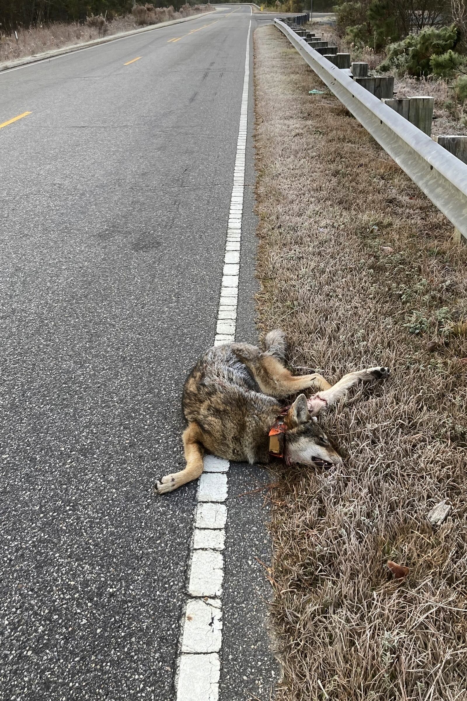 Male red wolf No. 2444 lies dead along U.S. 64 after being struck by a vehicle near Manns Harbor, N.C., on Wednesday, June 5, 2024. (U.S. Fish and Wildlife Service via AP)