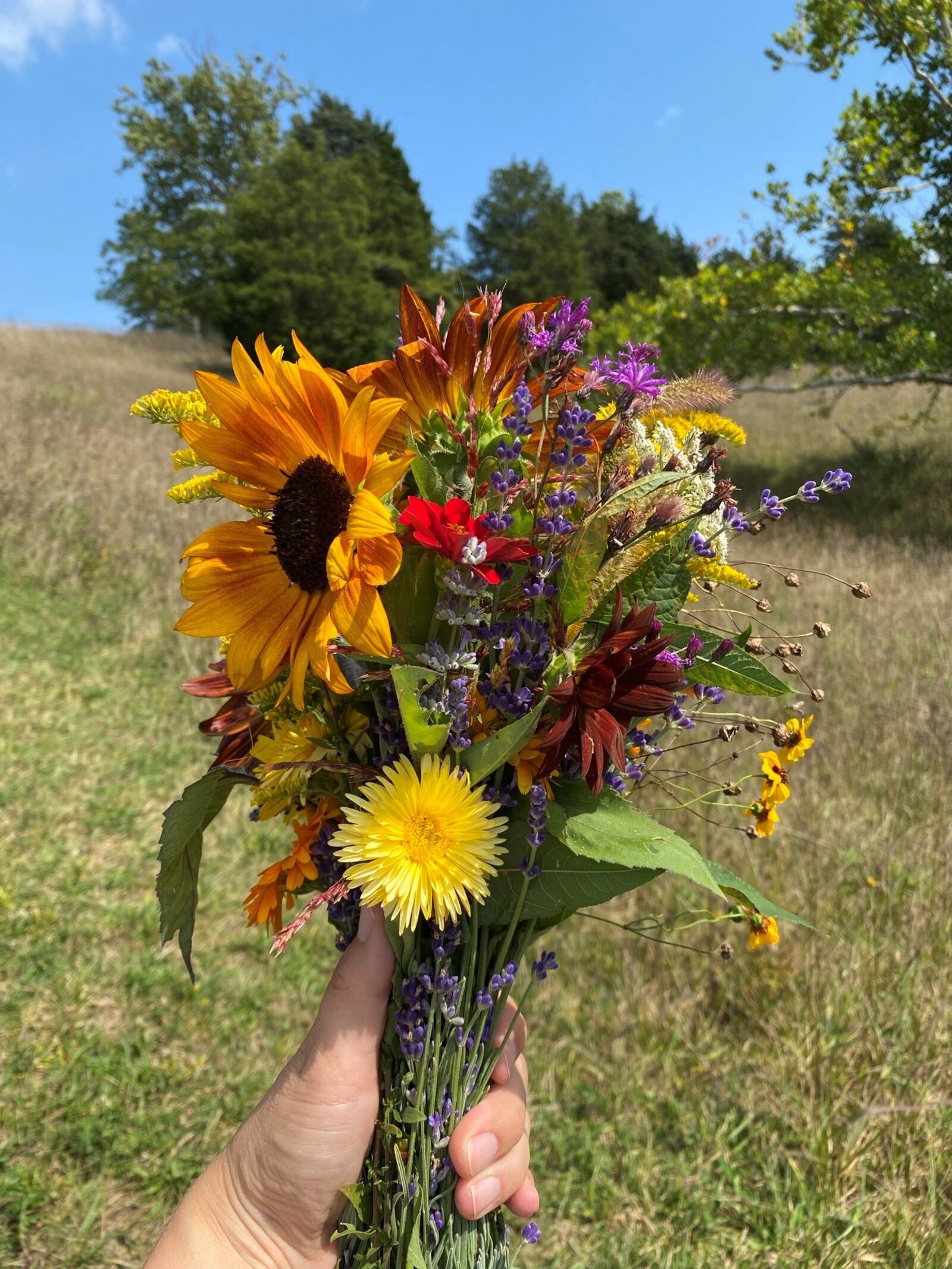 Cedar Ridge Trails, located at 5388 Medlar Road in Miamisburg, offers u-pick lavender and wildflowers, as well as art and wellness events through early October (CONTRIBUTED PHOTO).