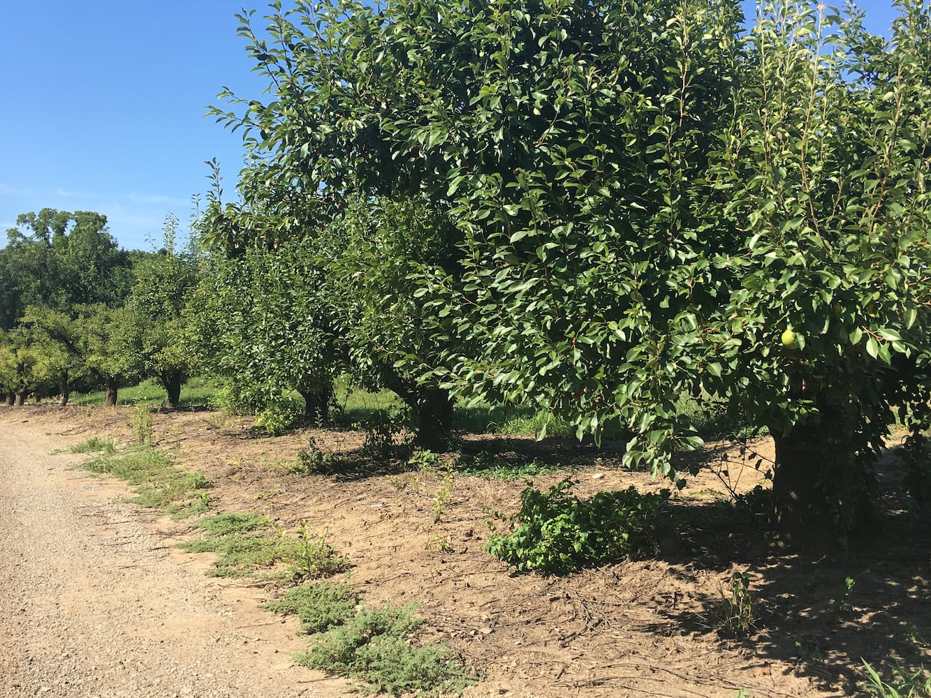 Hidden Valley Orchards