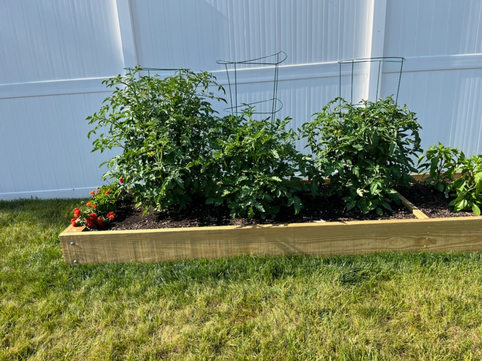 Recent rain is helpful, but tomatoes may suffer from the cooler temperatures. CONTRIBUTED