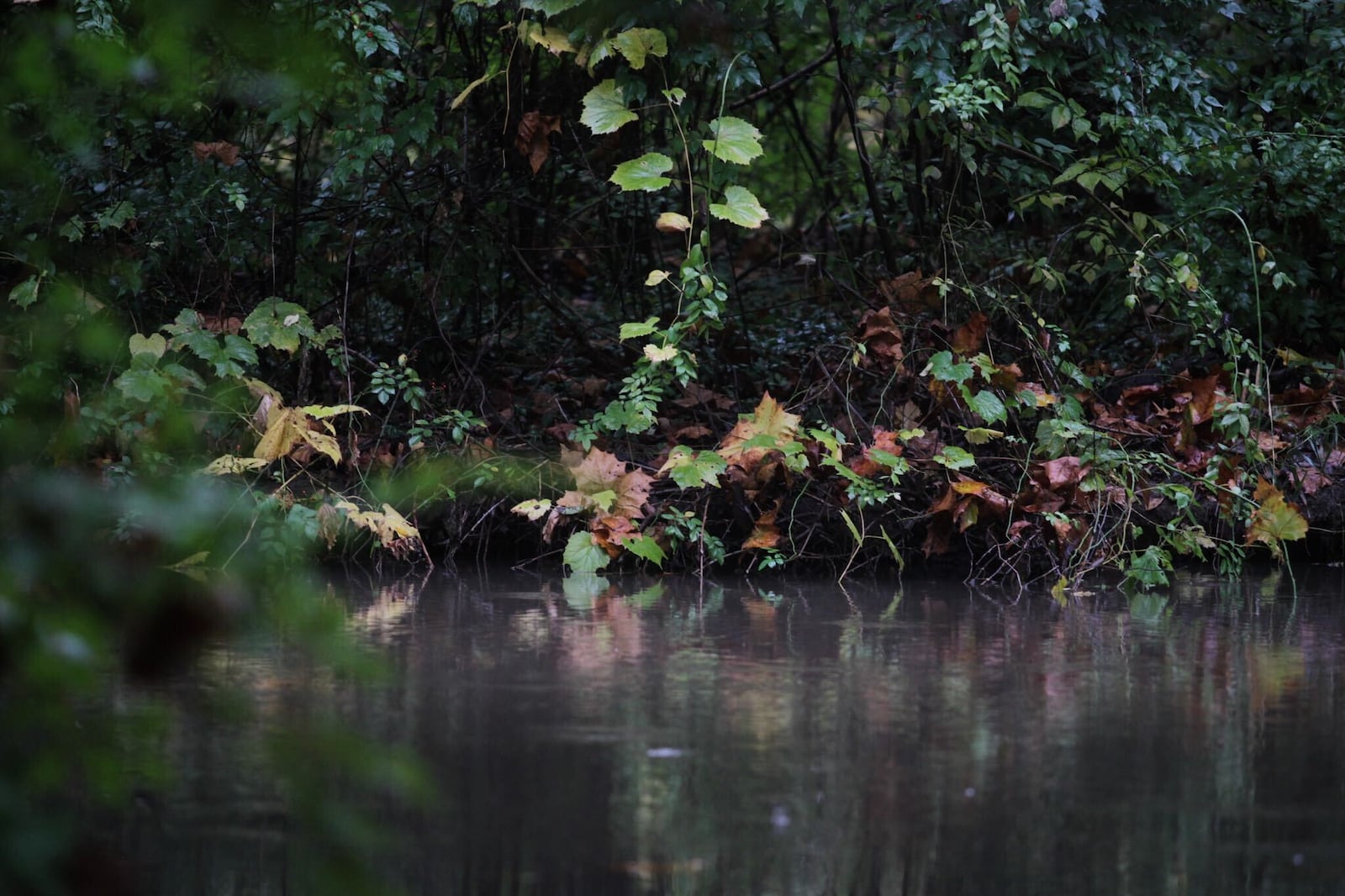 The Beaver Creek Wetlands Association plans to build out a trail that would give the public more access to the Beaver Creek wetlands area. The trail would start at Phillips Park near Rotary Park in Beavercreek. STAFF/JIM NOELKER