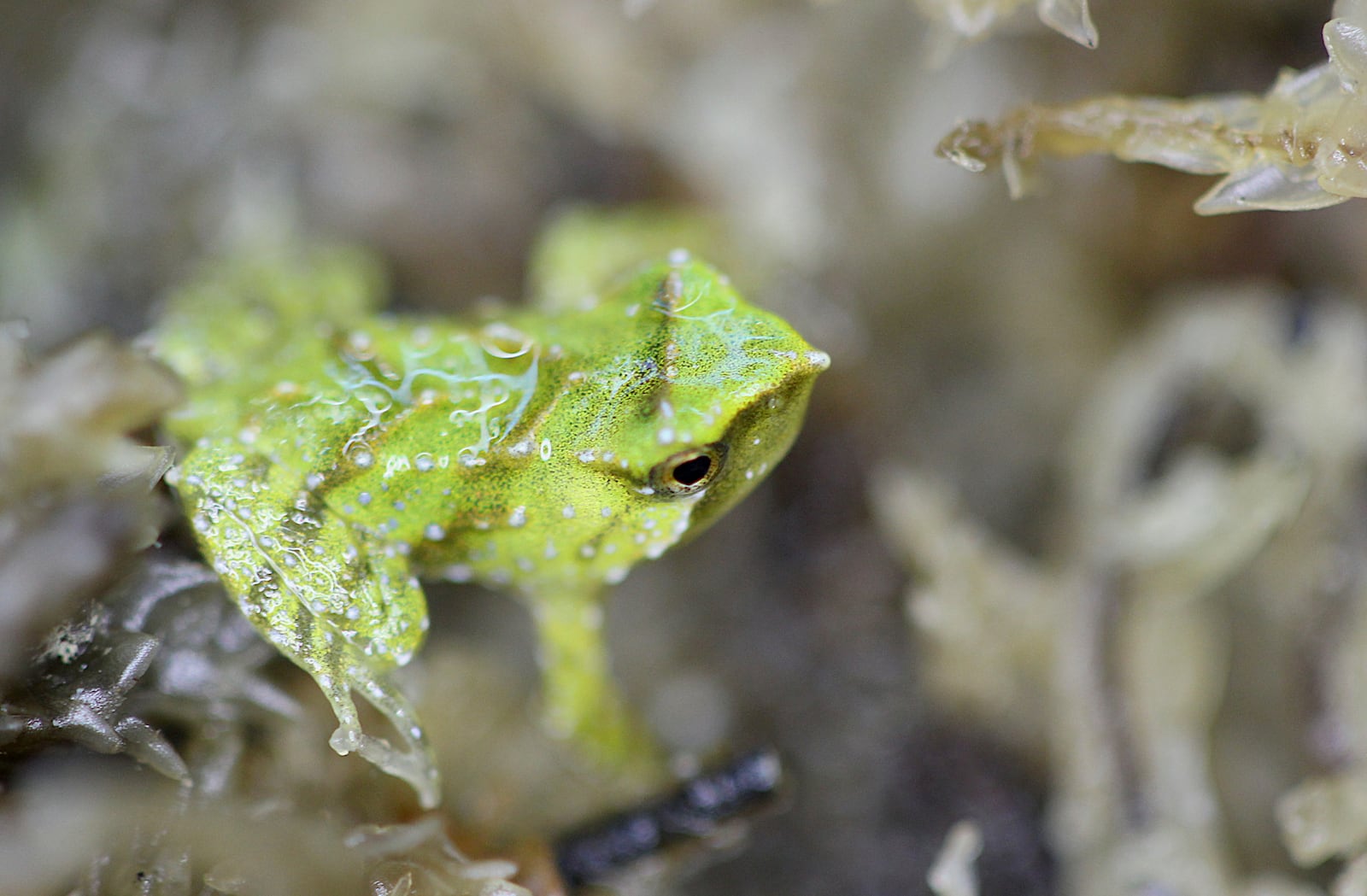 In this photo released by Zoological Society of London on Monday, Feb. 3, 2025, a newborn Darwin's frog is pictured at London Zoo. (Zoological Society of London via AP)