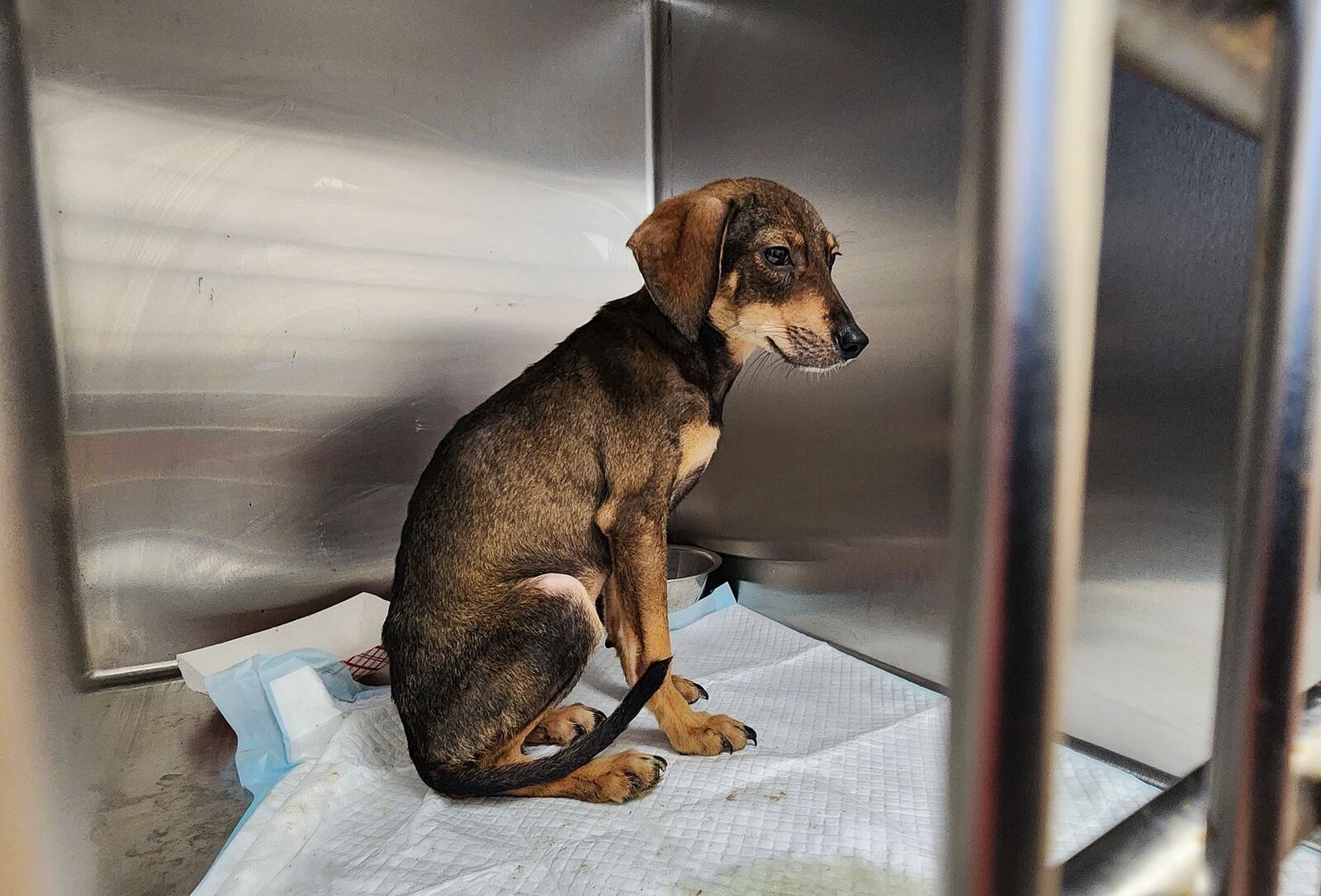 Nearly  90 dogs seized Thursday morning by the county dog wardens unit from a property in Madison Twp. are being cared for at Animal Friends Humane Society in Hamilton. NICK GRAHAM/STAFF