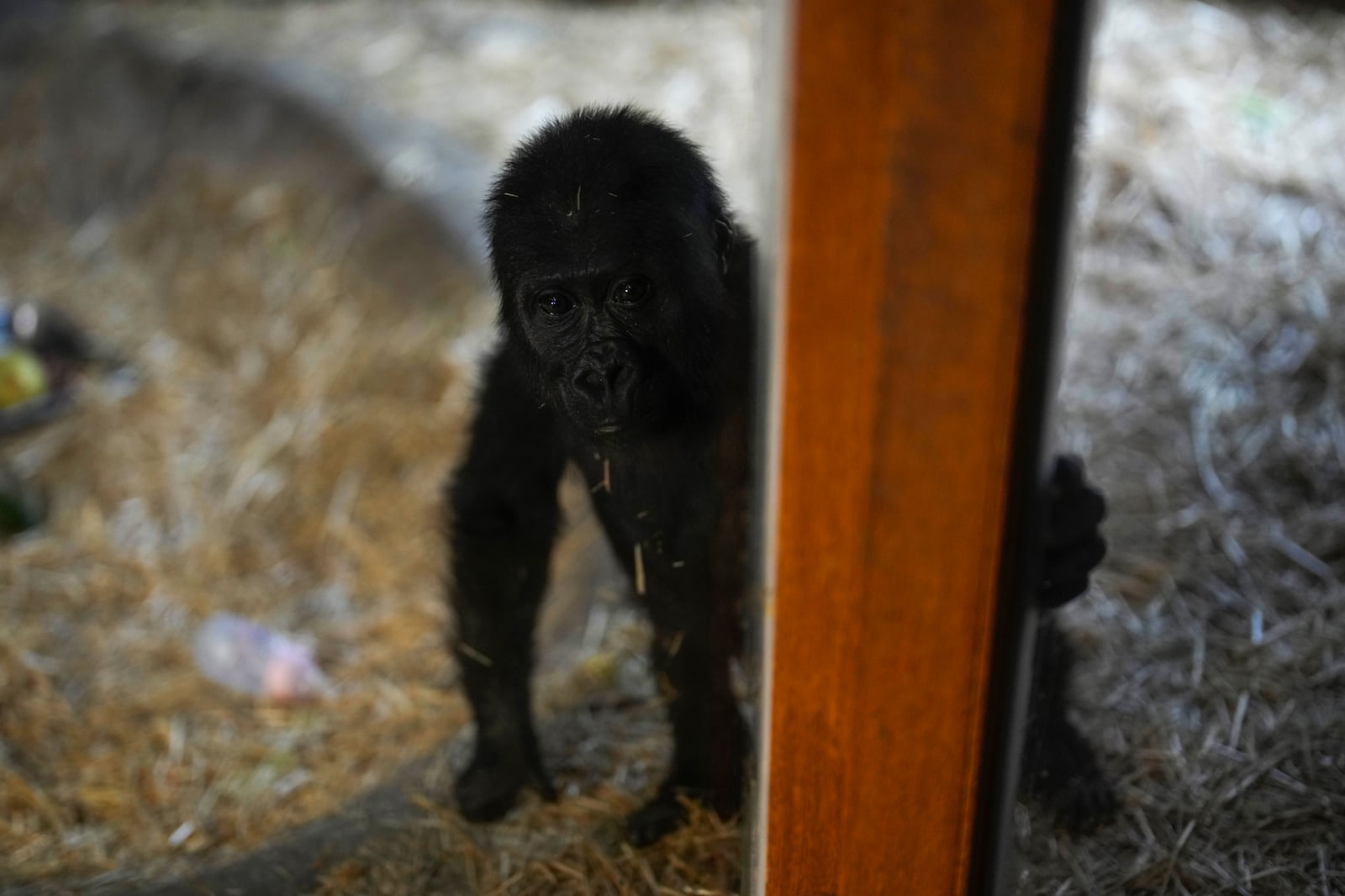 Zeytin, a 5-month-old male gorilla infant who was rescued at Istanbul Airport, looks on in a specially created section of a zoo, in Istanbul, Turkey, Sunday, Jan. 12, 2025. (AP Photo/Khalil Hamra)