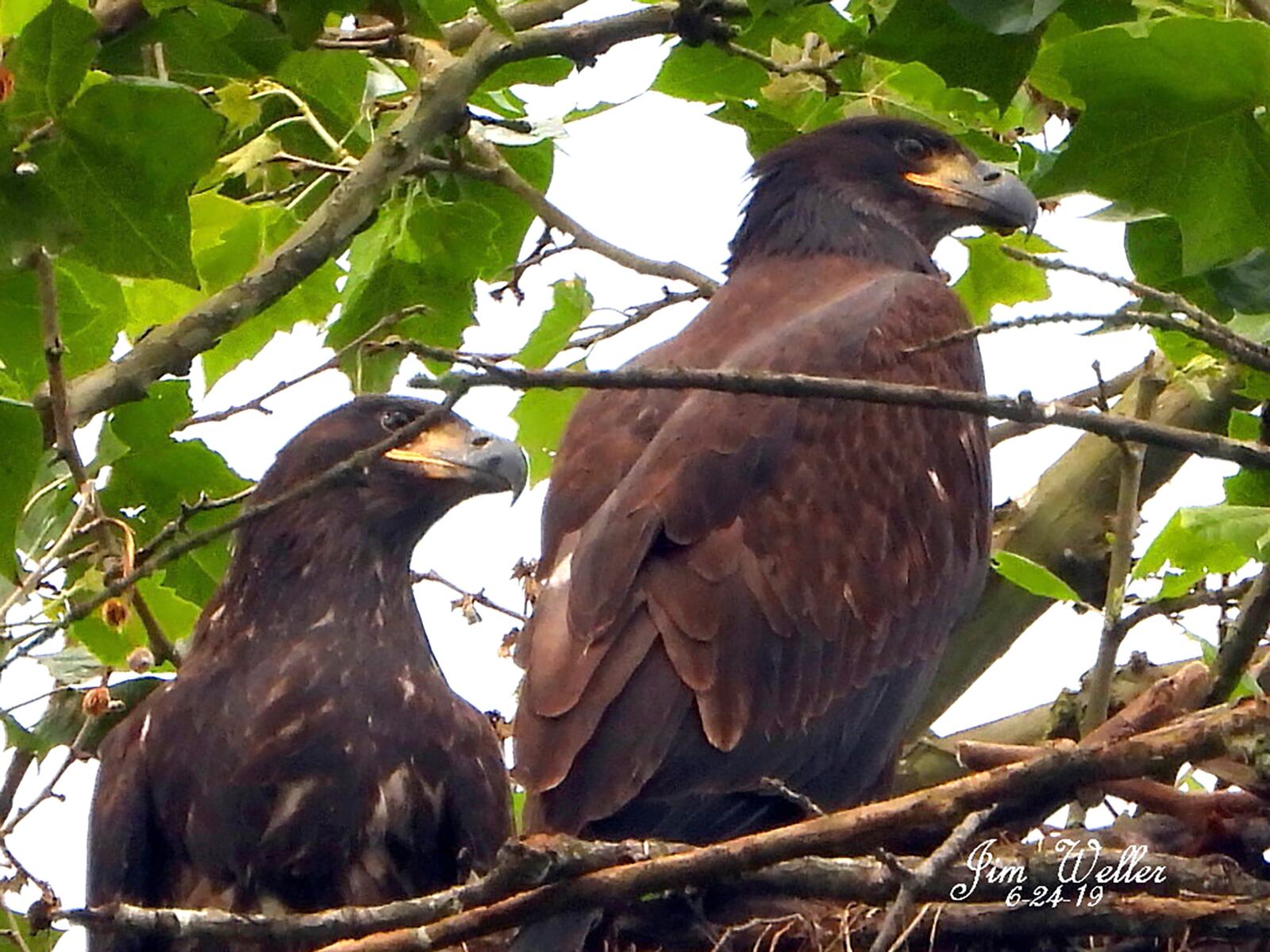 Aero and Prairie, photographed in June 24,2019 by Jim Weller, the founder of Eastwood Eagle watchers, in their nest at Carillon Historical Park. One of the eaglets, believed to be Aero, took its first flight Wednesday June 26. The sibling is expected to follow at any time. PHOTO COURTESY OF JIM WELLER