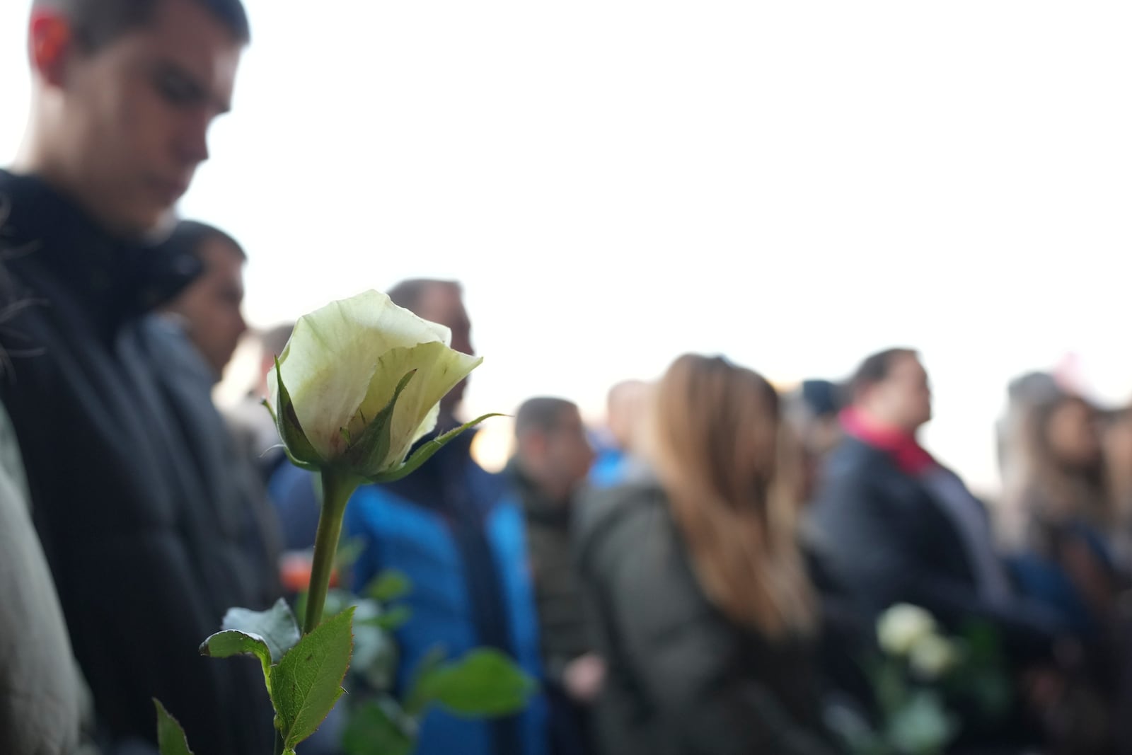 Students hold white flowers in front of the court building during a verdict in trial of parents of a boy who killed 9 students and security guard in school shooting in 2023, in Belgrade, Serbia, Monday, Dec. 30, 2024. (AP Photo/Darko Vojinovic)