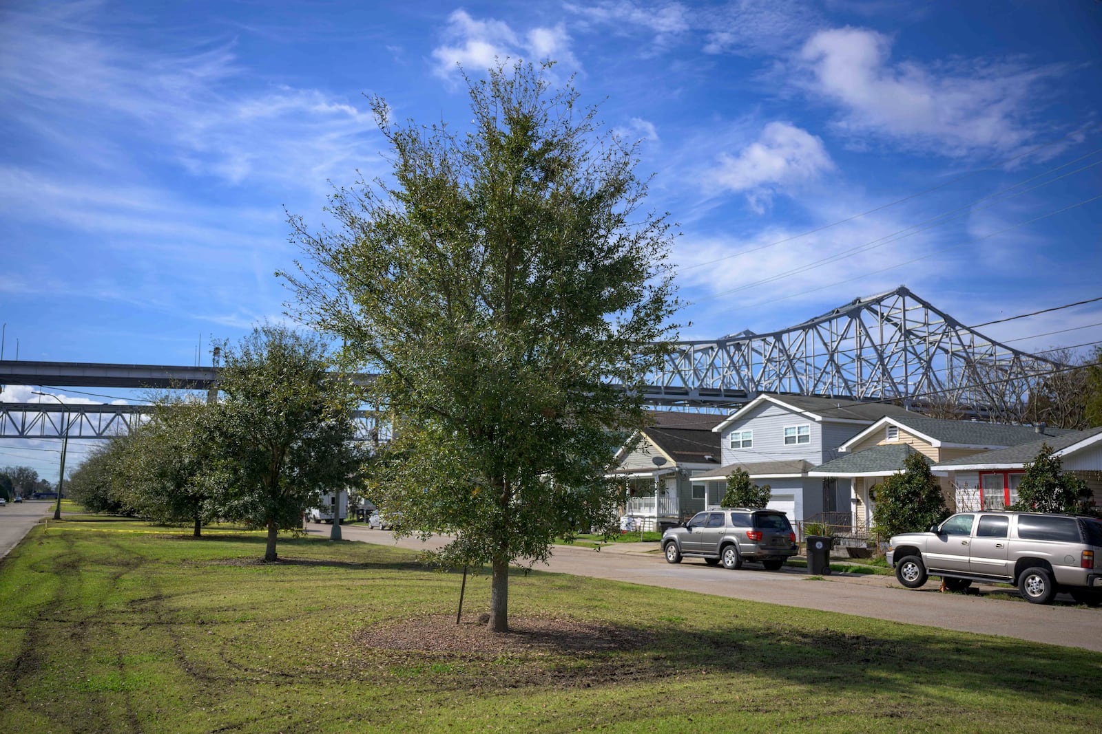 A row of trees planted by SOUL (Sustaining Our Urban Landscape), is visible in the Algiers neighborhood on the west bank of the Mississippi River in New Orleans, Thursday, Feb. 27, 2025. (AP Photo/Matthew Hinton)