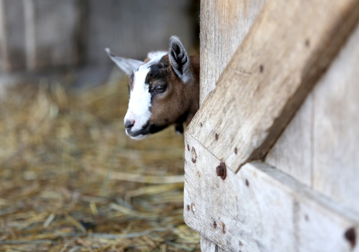 PHOTOS: AWWW! Sleepy mini goats and adorable lambs among the Aullwood Farm babies