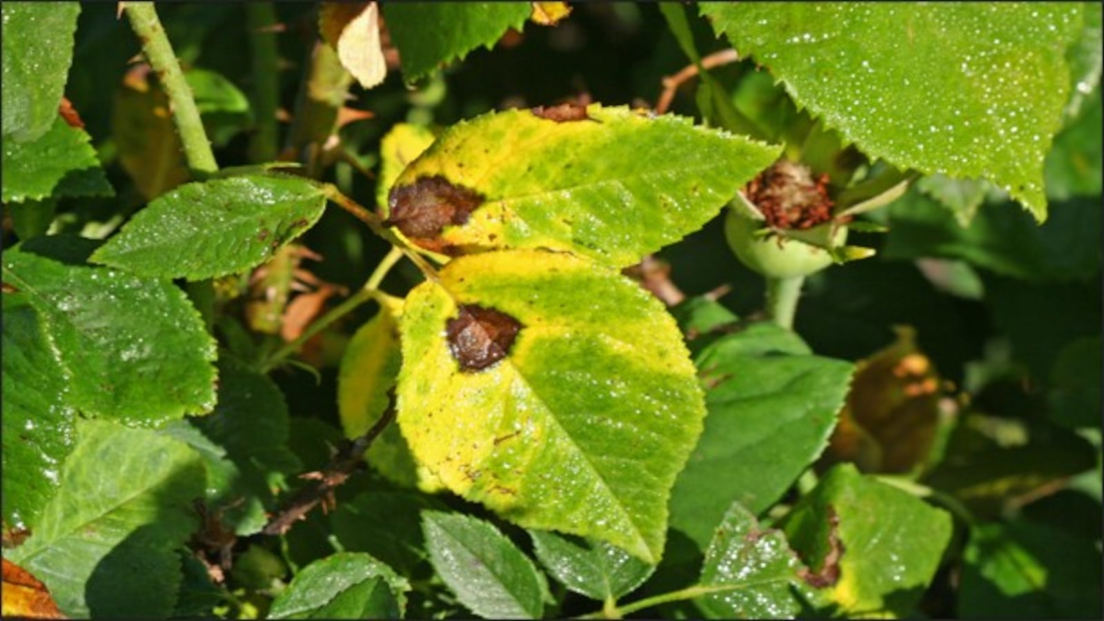 Identify the disease or insect problem before spraying any pesticides. For example this is black spot on roses and it’s too late to spray a fungicide. CONTRIBUTED PHOTO