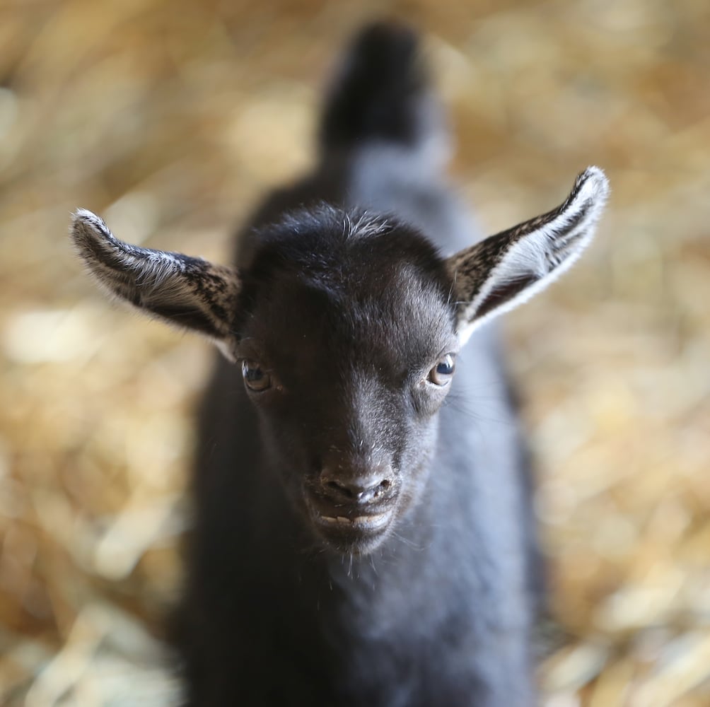 PHOTOS: AWWW! Sleepy mini goats and adorable lambs among the Aullwood Farm babies