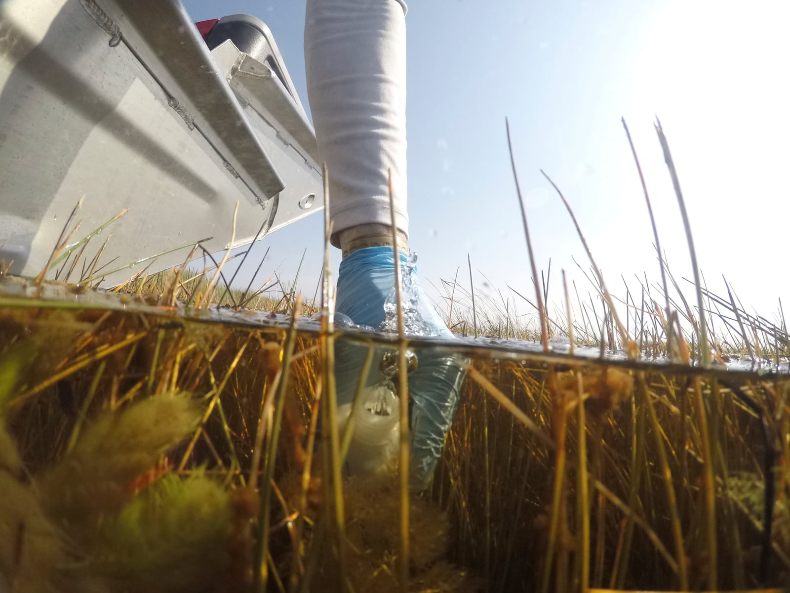 Florida International University professor John Kominoski collects a water sample in Shark River Slough during a trip to gather samples and maintain automatic sampling equipment in Florida's Everglades National Park, Tuesday, May 14, 2024. (AP Photo/Rebecca Blackwell)