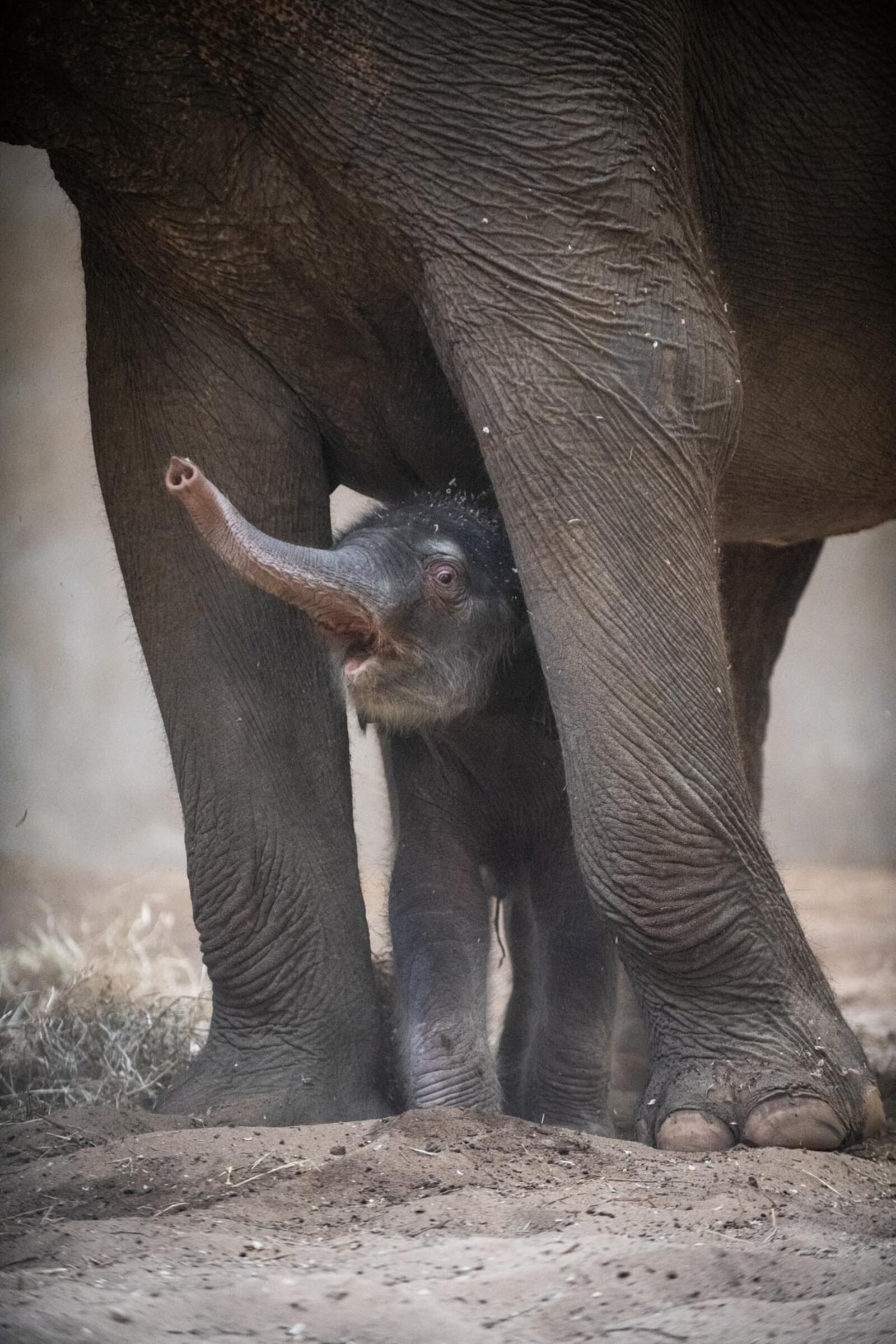 A baby Asian elephant calf and his mother, Phoebe, can be seen daily from 10 a.m. to noon in the Elephant and Rhino building at the Columbus Zoo and Aquarium. GRAHM S. JONES/ COLUMBUS ZOO AND AQUARIUM