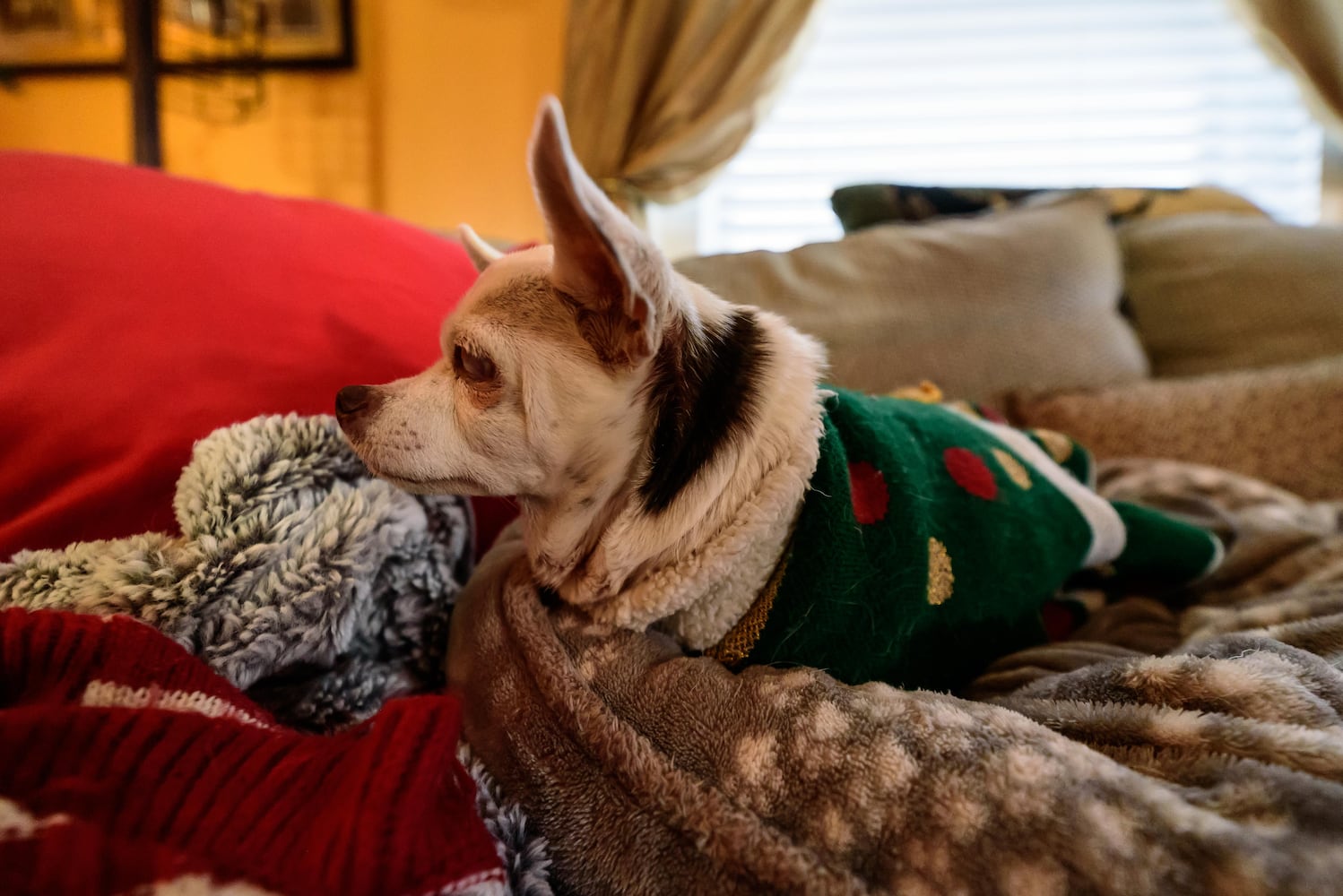 PHOTOS: A Dickens of a Christmas St. Anne’s Hill Holiday Home Tour 2024