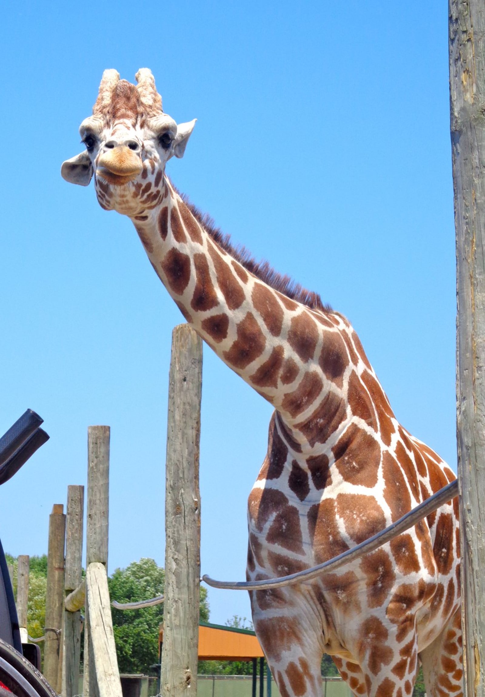 Get up-close with the animals at African Safari Wildlife Park. CONTRIBUTED