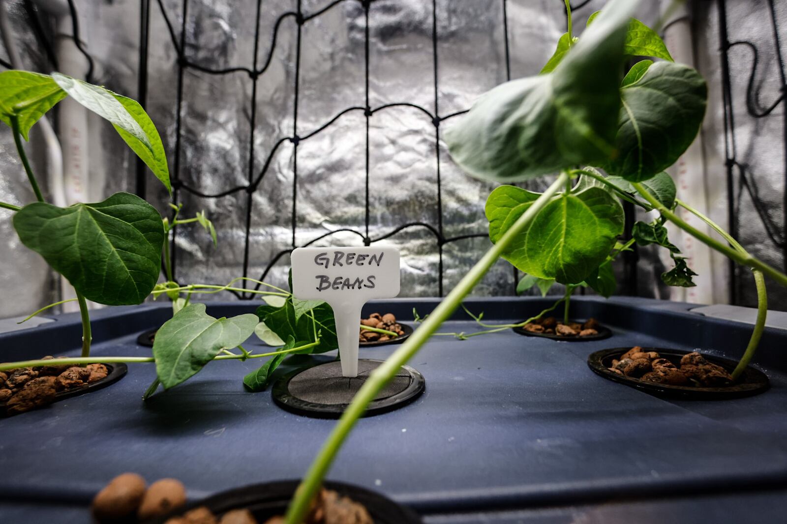 Sinclair Community College student Leanora Royster-Ivy has green beans growing in an aeroponic system that she is in the process of patenting. JIM NOELKER/STAFF