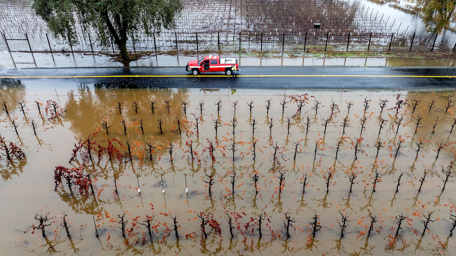 A firefighter returns to his truck among flooded vineyards as heavy rains continue in Windsor, Calif., Friday, Nov. 22, 2024. (Photo by Noah Berger)