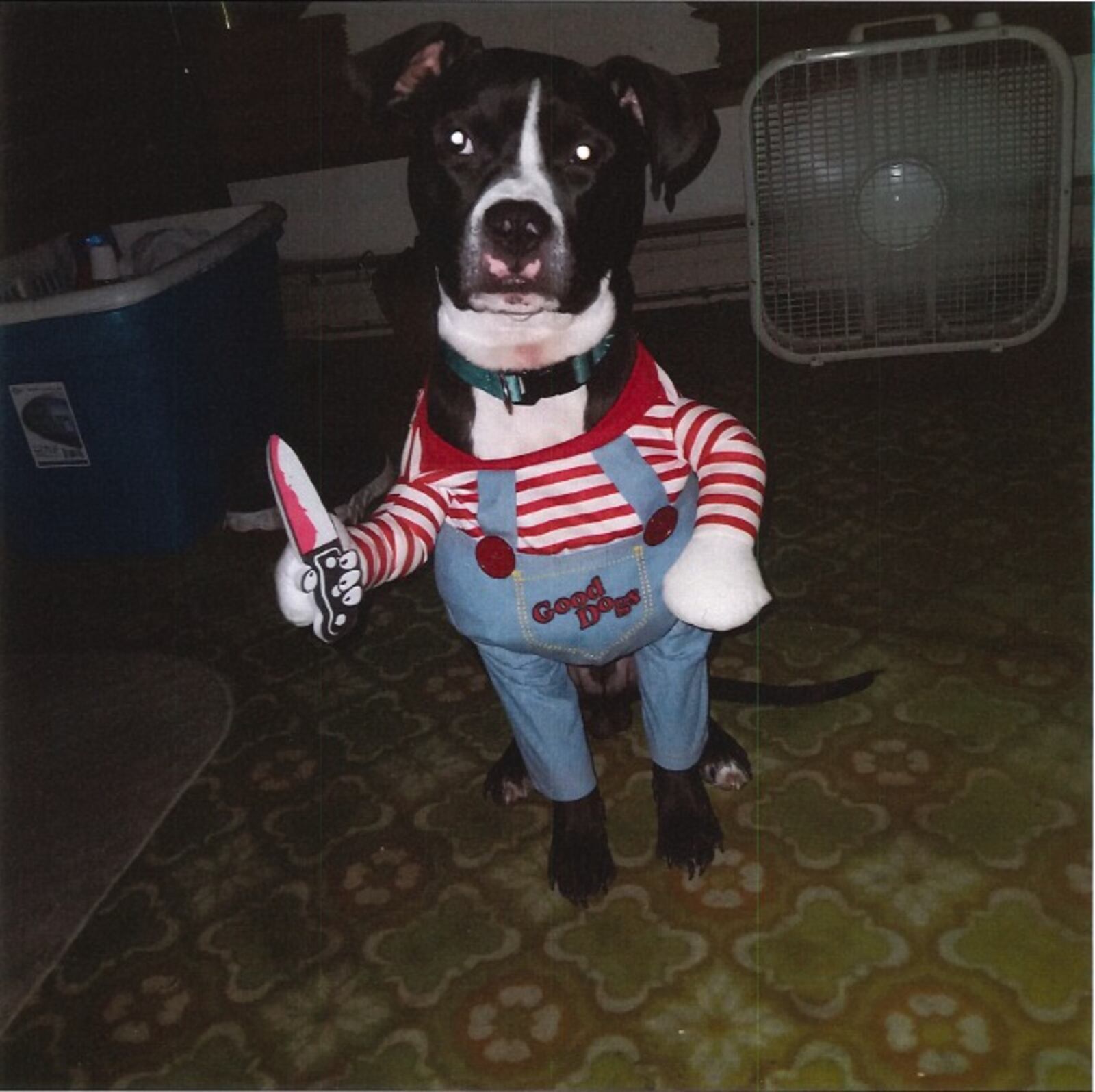 This black and white boxer mix named Tux was inside a stolen car Friday morning in Middletown. SUBMITTED PHOTO
.