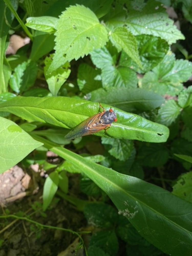 Cicadas Kettering 6