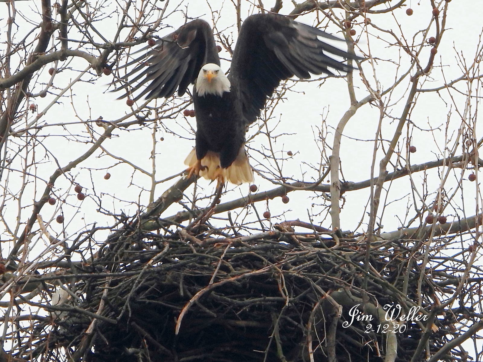 This is the third year Orv and Willa,  life-long mates, have nested in in a sycamore tree above Wright Hall inside Carillon Historical Park.  PHOTO COURTESY OF JIM WELLER