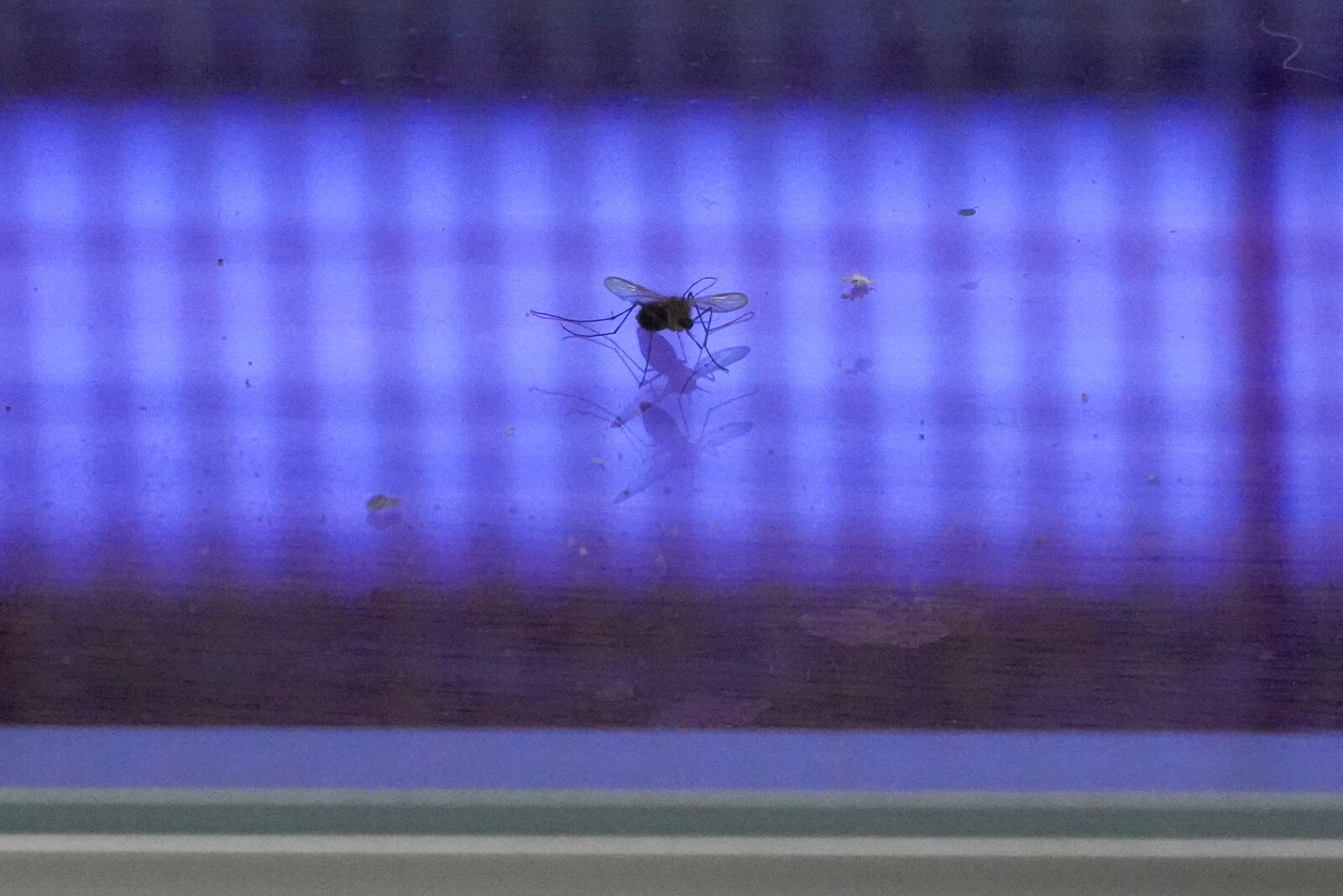 A mosquito, captured by a resident, rests inside a glass enclosure with a UV light trap in Mandaluyong city, Philippines as their village started offering bounty for captured mosquitos, dead or alive, as part of an anti-dengue campaign on Wednesday, Feb. 19, 2025. (AP Photo/Aaron Favila)