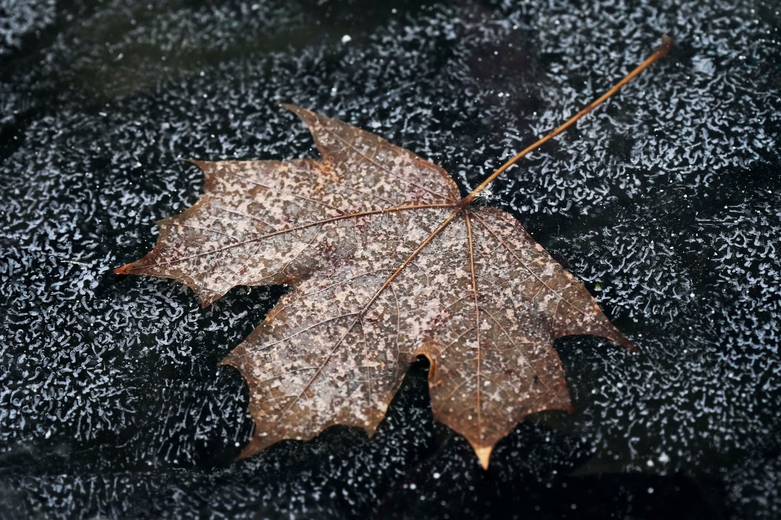 A leaf is frozen in the ice of a garden pond during cold weather in Buffalo Grove, Ill., Thursday, Dec. 12, 2024. (AP Photo/Nam Y. Huh)