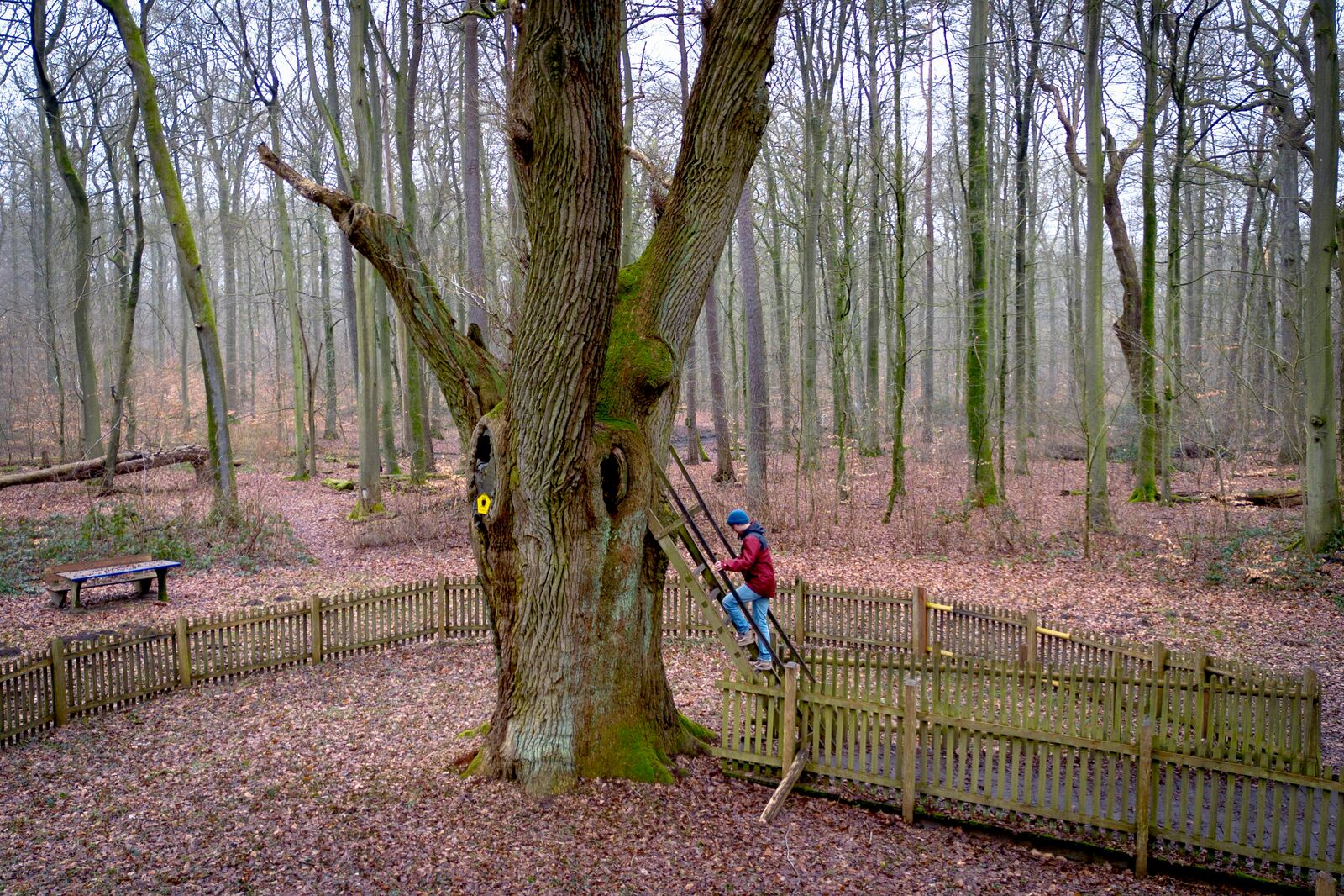 A passer by climbs up a ladder of the Bridegroom's Oak which has a famous knothole that has been used as a mailbox since 1892, in Dodau forest, near Eutin, northern Germany, Saturday, March 1, 2025. (AP Photo/Michael Probst)