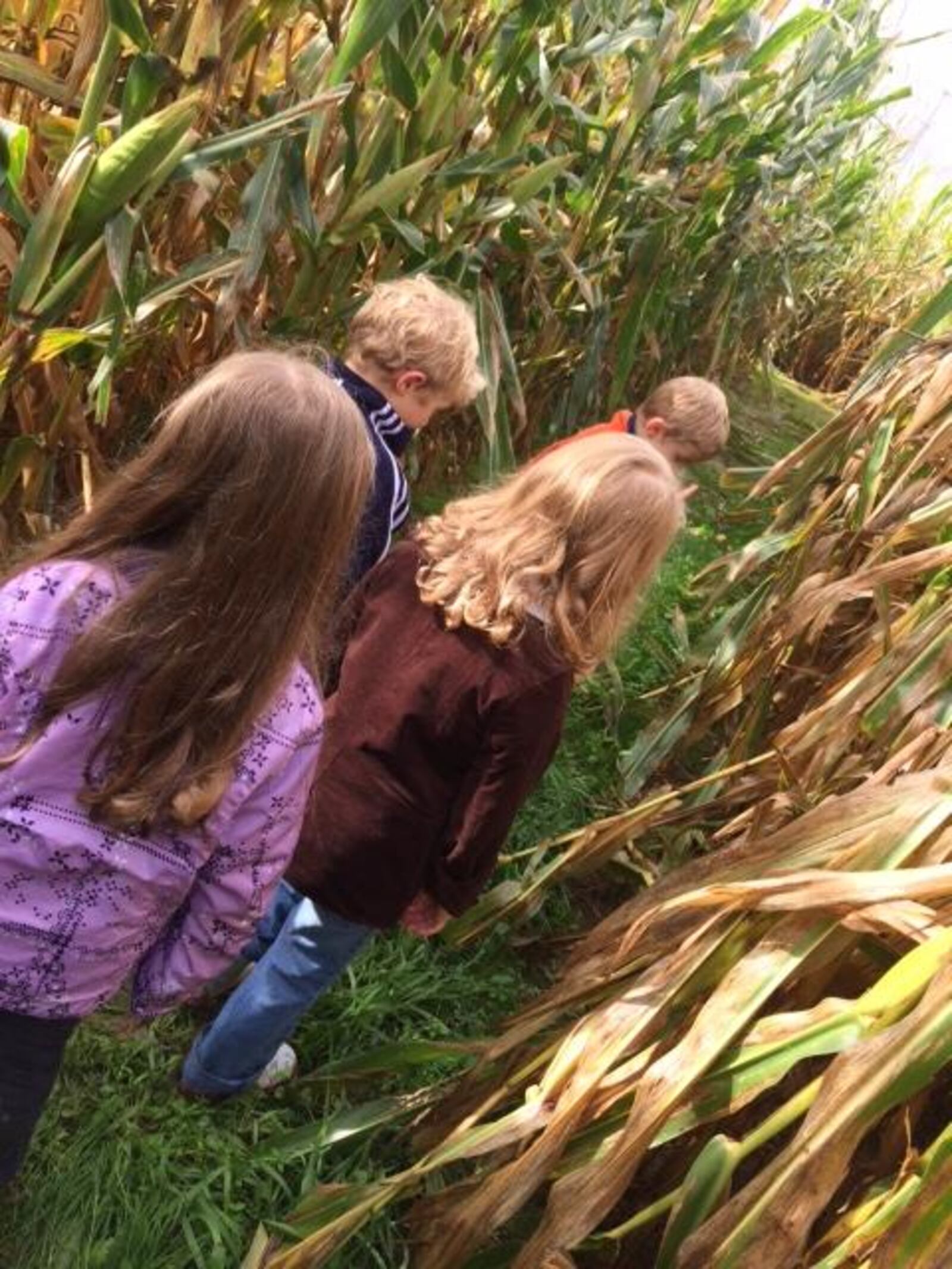 Apple Country Market's corn maze features a “Clue”-like mystery called “The Day Farmer Joe Went Missing.” CONTRIBUTED