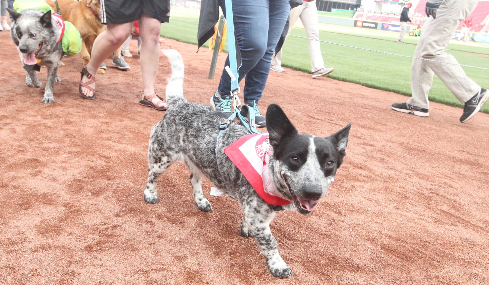 Photos: Bark in the Park Night at Great American Ball Park