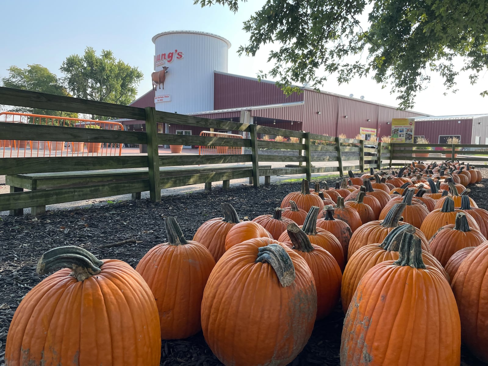 Young’s Jersey Dairy is kicking off the fall season on the farm with pick your own pumpkins, a corn maze, wagon rides and more.