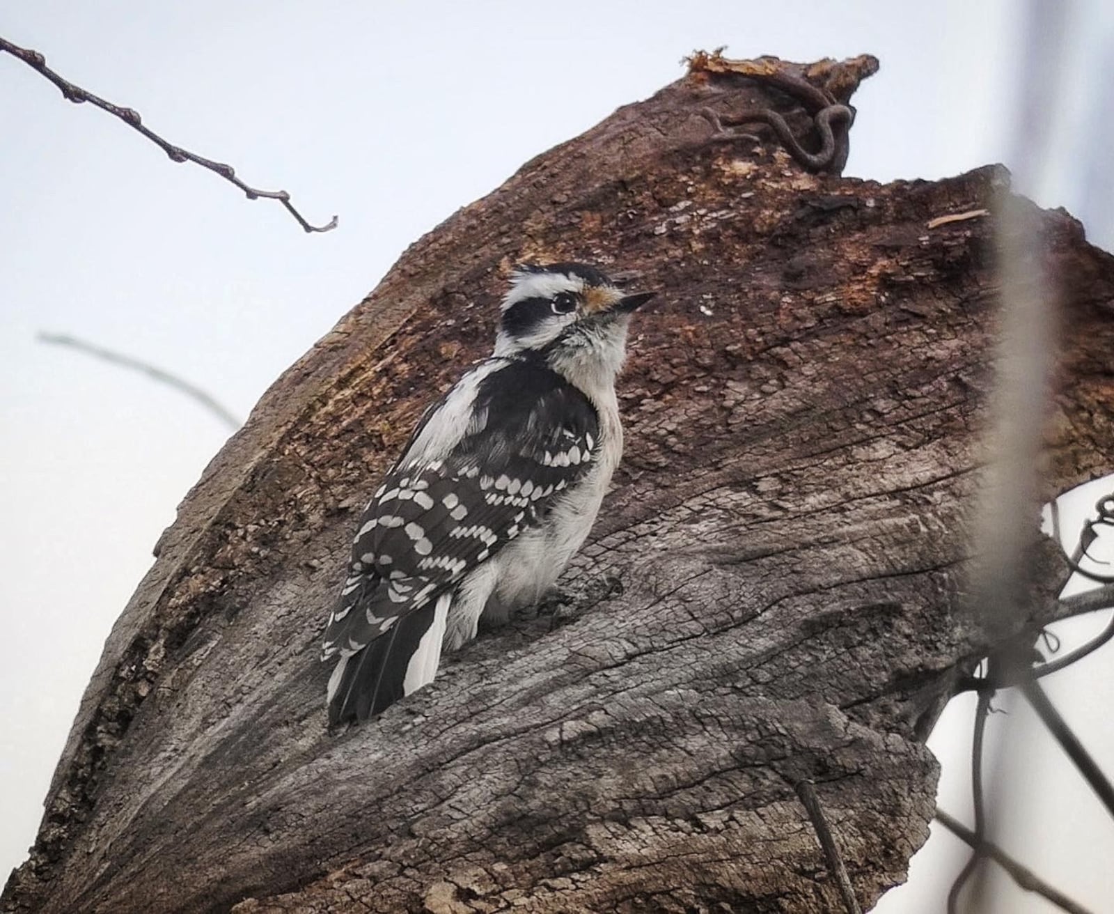 The downy woodpecker is just one feathered friend you might discover while participating in the MetroParks Birding Challenge - Jason Sullivan