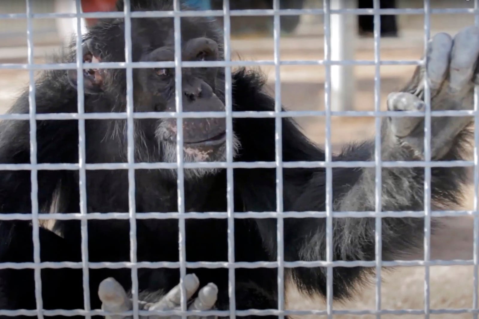 In this image taken from a video provided by the National Institutes of Health, a retired research chimpanzee sits in an enclosure, Oct. 2019, at the Alamogordo Primate Facility in southern N.M. (National Institutes of Health via AP)