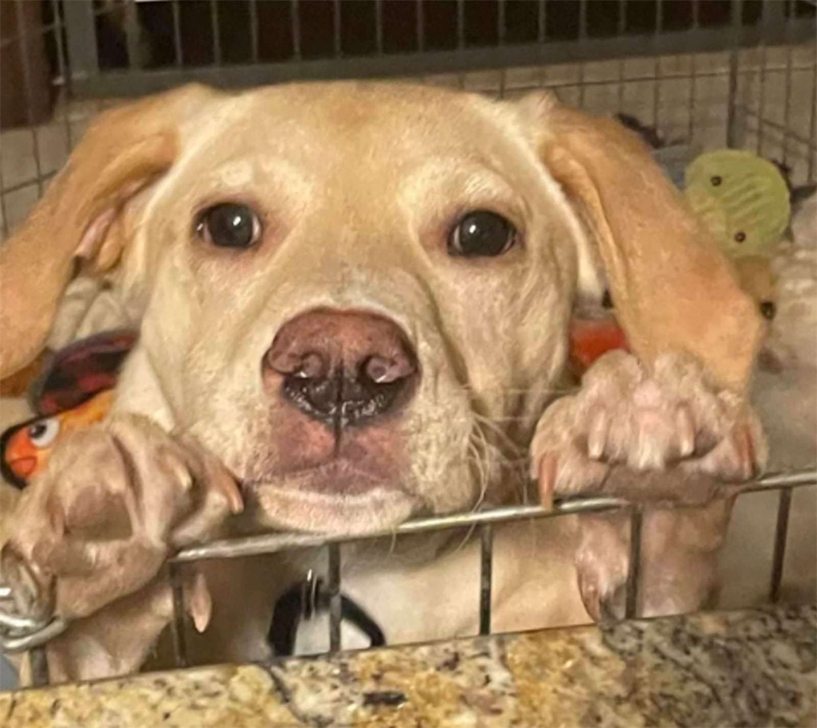 In this photo provided by Animal Shelter of Schoharie Valley shows Whiskey, one of two dogs that survived an animal-rescue flight crash in November 2024 that killed the pilot, at his new home in Middletown, Conn., in January 2025. (Animal Shelter of Schoharie Valley via AP)