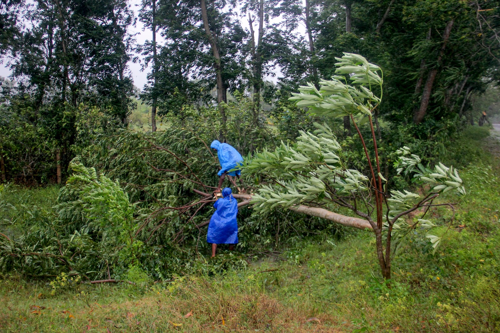 Men remove an uprooted tree on the coast of Bay of Bengal in Balasore district of Odisha state, on India's eastern coastline, where Tropical Storm Dana made landfall late Thursday night, according to the Indian Meteorological Department, India, Friday, Oct. 25, 2024. (AP Photo)