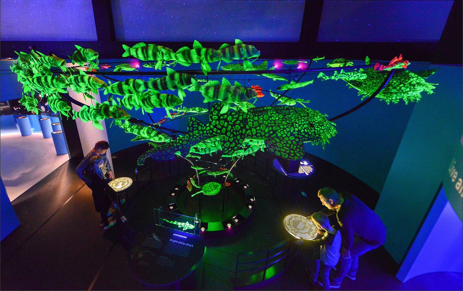 "Unseen Oceans" curator John Sparks and colleagues recently discovered the widespread incidence of biofluorescenceâthe phenomenon by which organisms absorb light, transform it, and emit it as a different colorâamong marine fishes. Here, visitors examine a floor-to-ceiling array of model fishes and turtles that are now known to biofluoresce.  Â©AMNH/R. Mickens