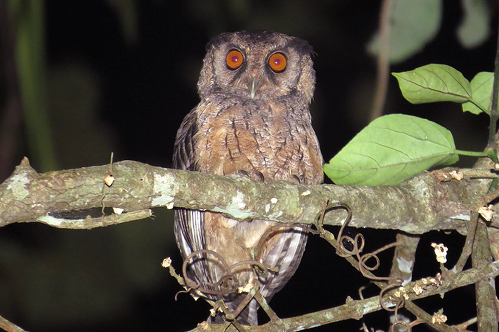 A new species of screech owl discovered in the Amazon has been named for Sister Dorothy Stang, a Dayton-born nun. The Xingu screech owl found in the Amazon was given the scientific name, Megascops stangiae, to honor Stang’s work. FIELD MUSEUM