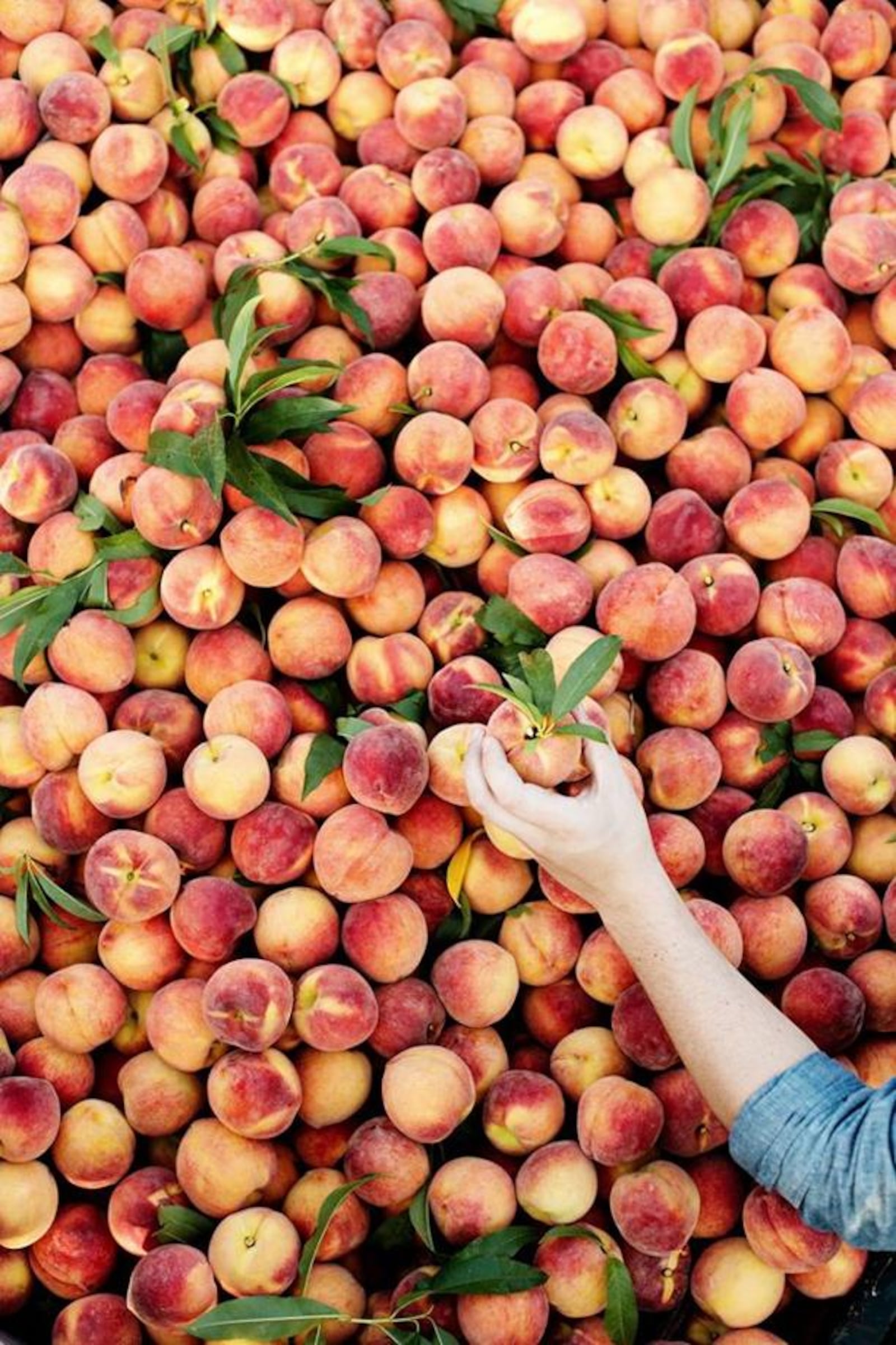 Nashville’s Peach Truck is gearing up for its summer tour with regional stops across the Miami Valley beginning June 21. CONTRIBUTED