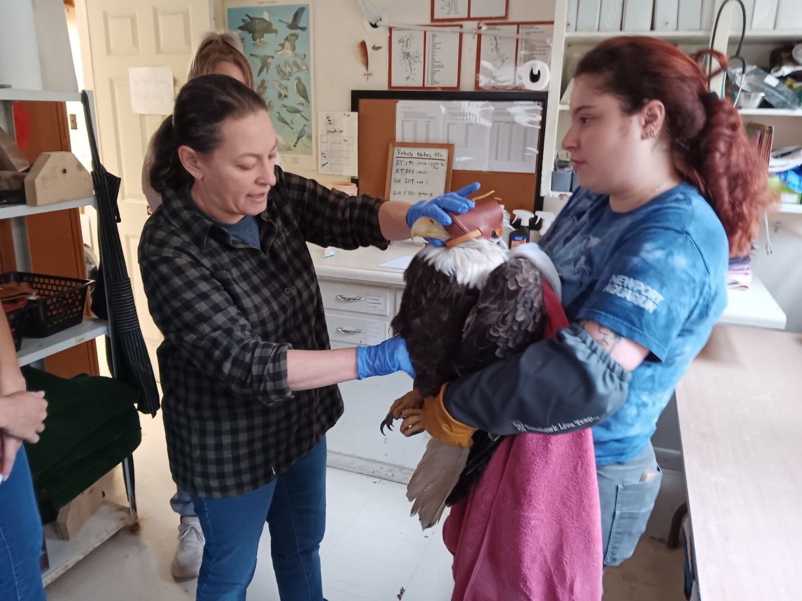 An ill bald eagle found at Englewood MetroPark on Monday, Nov. 6, 2023, has died. The eagle was initially take to the Glen Hele Raptor Center for treatment. Photo courtesy Glen Helen Raptor Center.