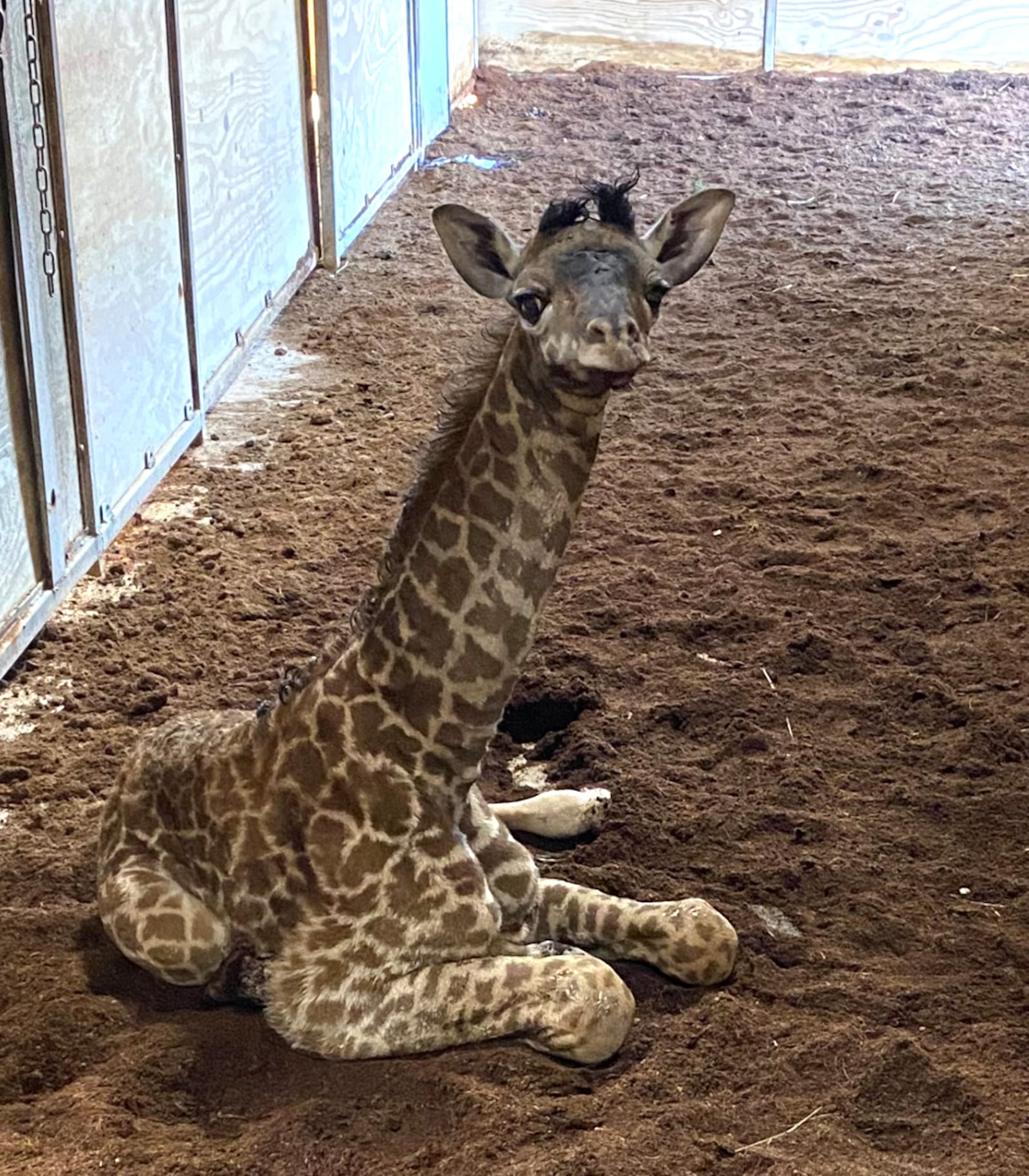 A male Masai giraffe calf was born at The Wilds Sept. 8. THE WILDS / CONTRIBUTED PHOTO